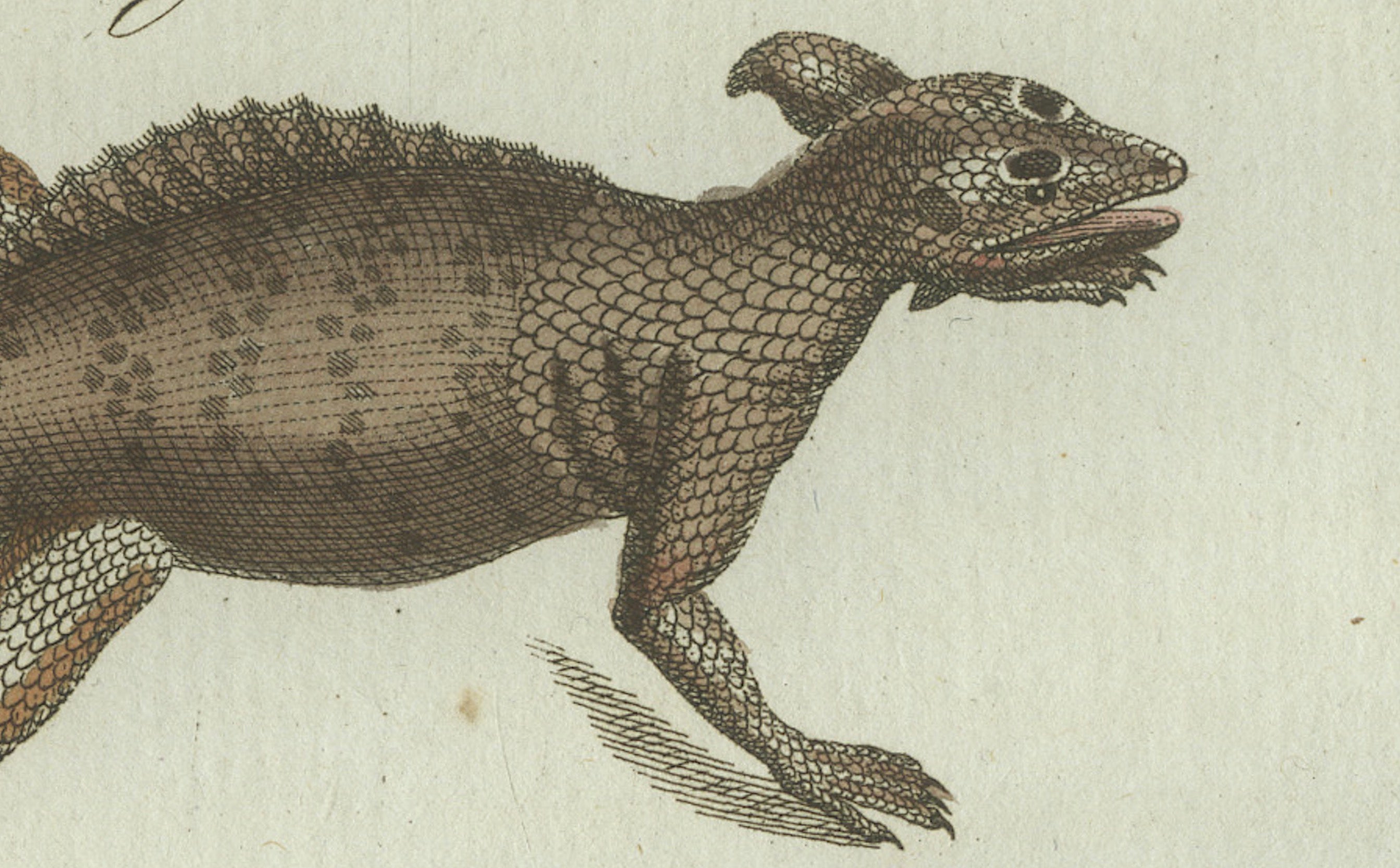 Original Antique Print of Exotic Lizards and Flying Dragon by Bertuch, c. 1800