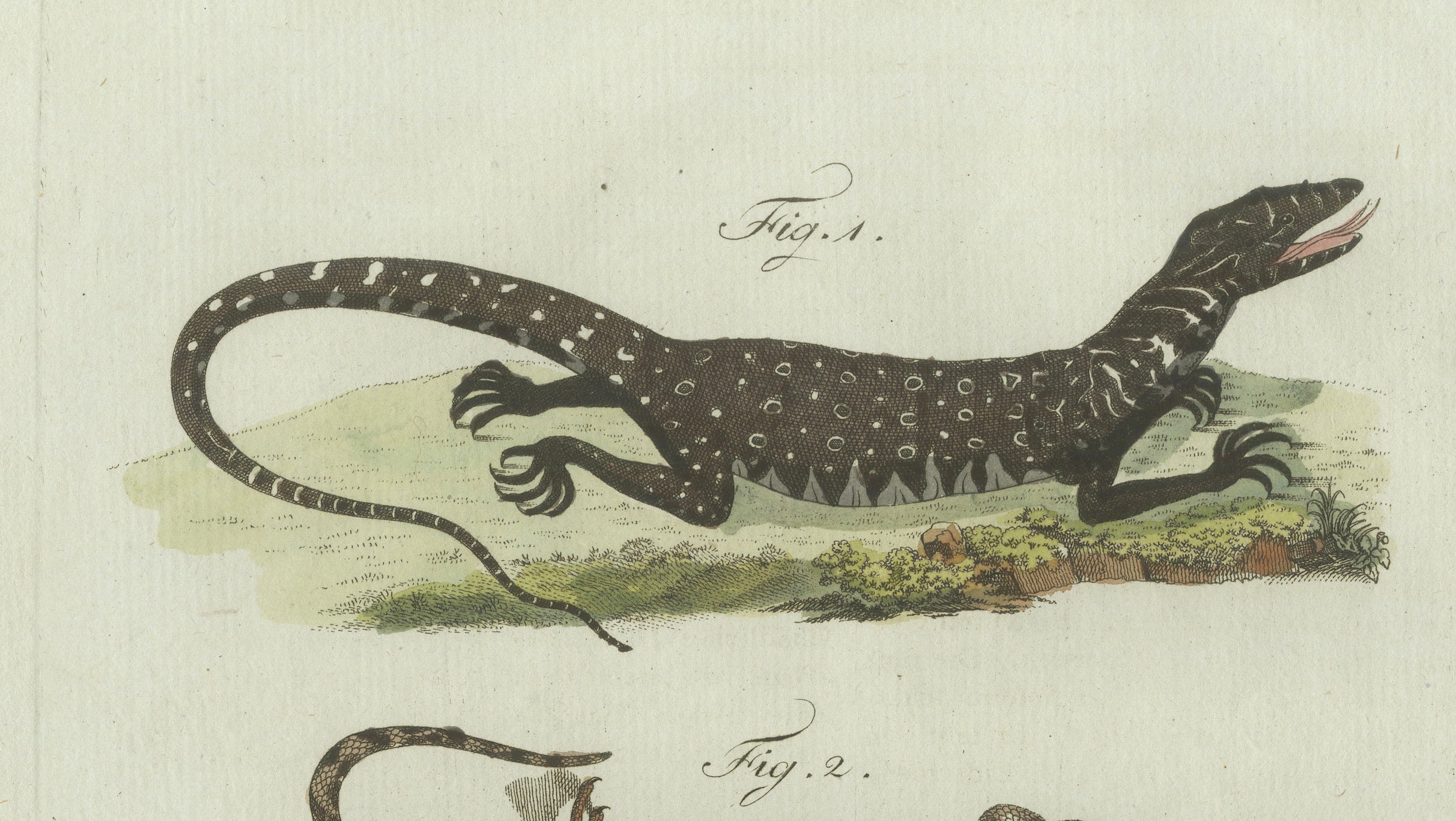 Original Antique Print of Exotic Lizards and Flying Dragon by Bertuch, c. 1800