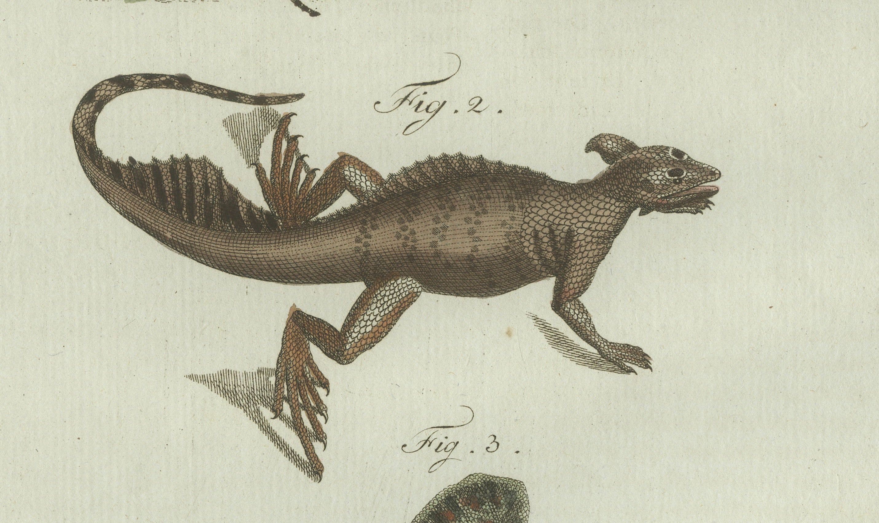Original Antique Print of Exotic Lizards and Flying Dragon by Bertuch, c. 1800