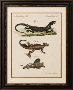 Original-Antikdruck mit exotischen Eidechsen und einem fliegenden Drachen von Bertuch, um 1800