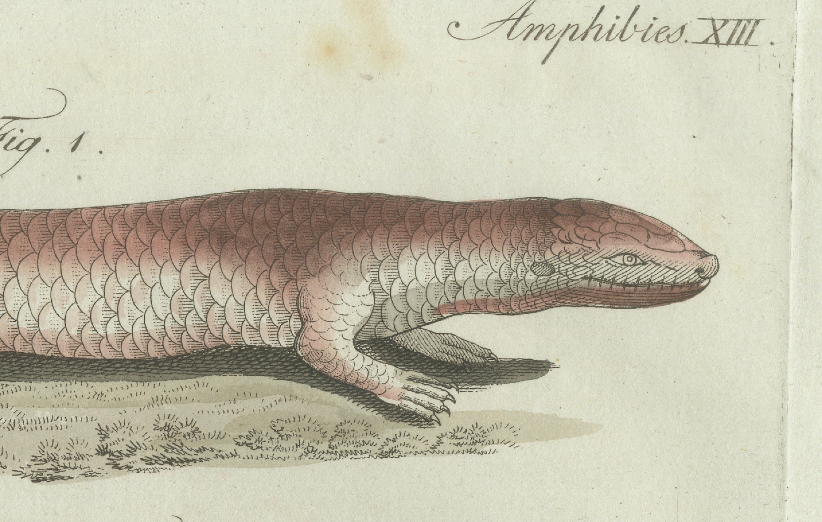 Original Antique Print of Four Exotic Lizards by Bertuch, 1802