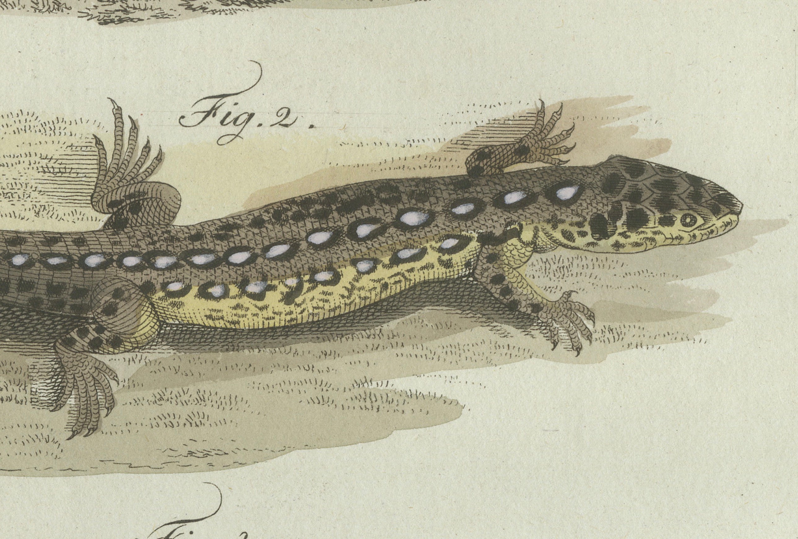 Original Antique Print of Four Exotic Lizards by Bertuch, 1802