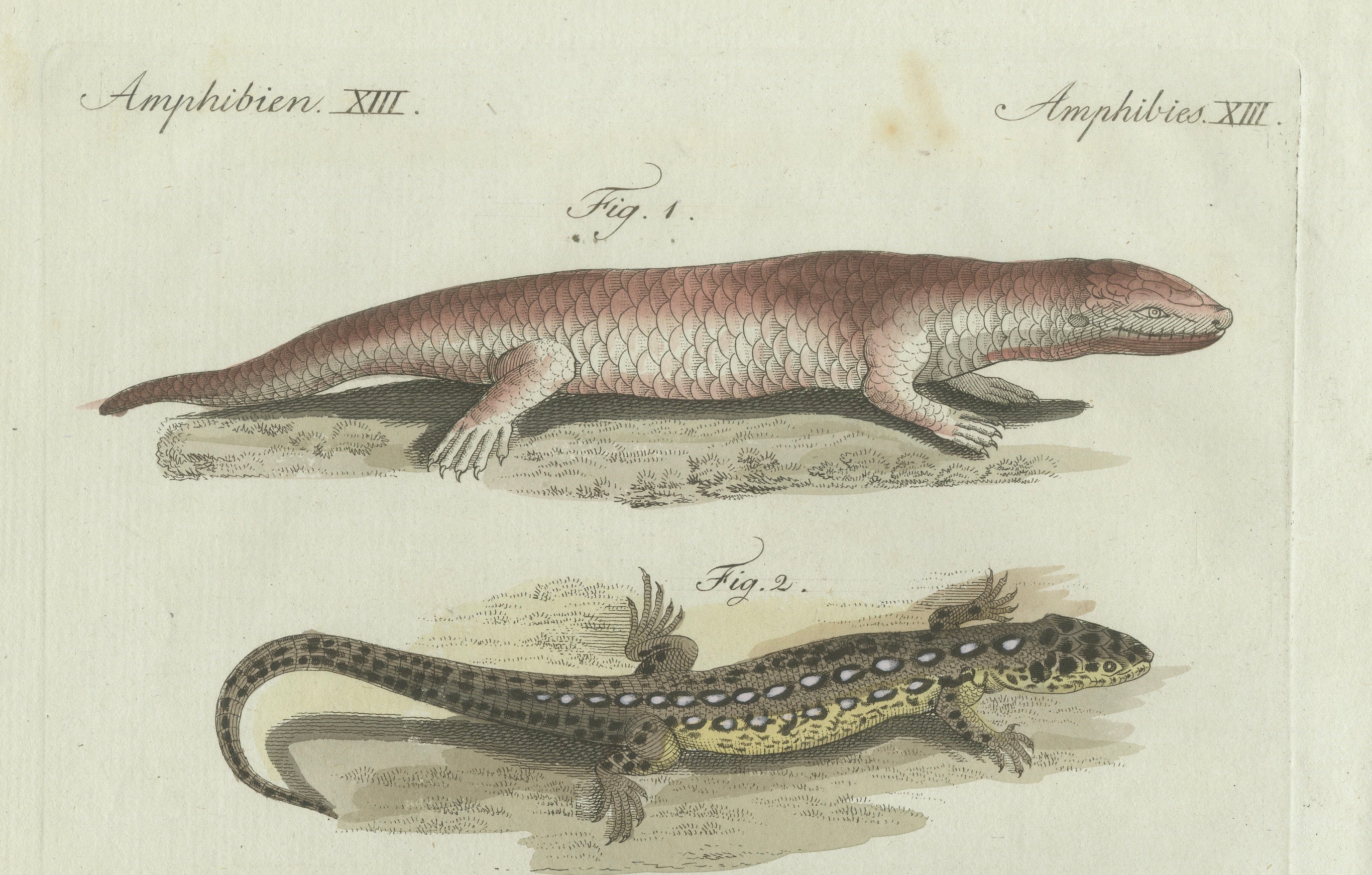 Original Antique Print of Four Exotic Lizards by Bertuch, 1802