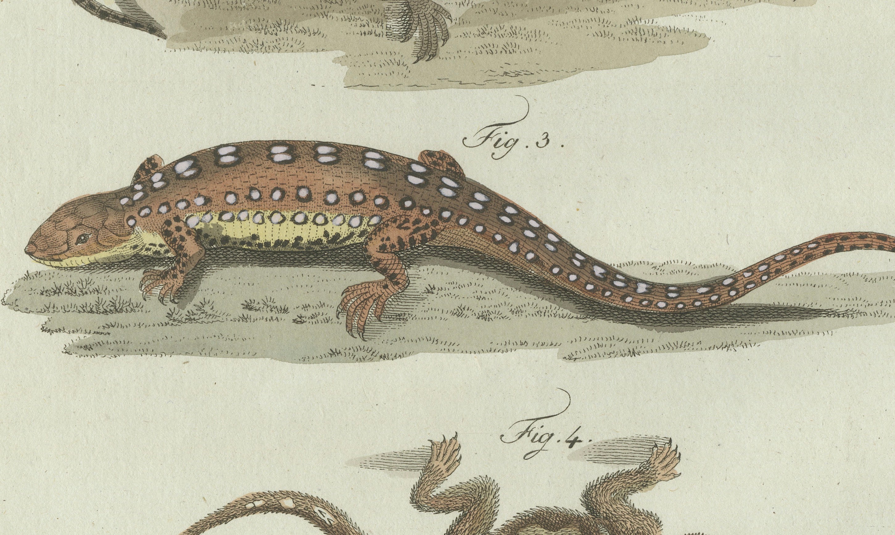 Original Antique Print of Four Exotic Lizards by Bertuch, 1802