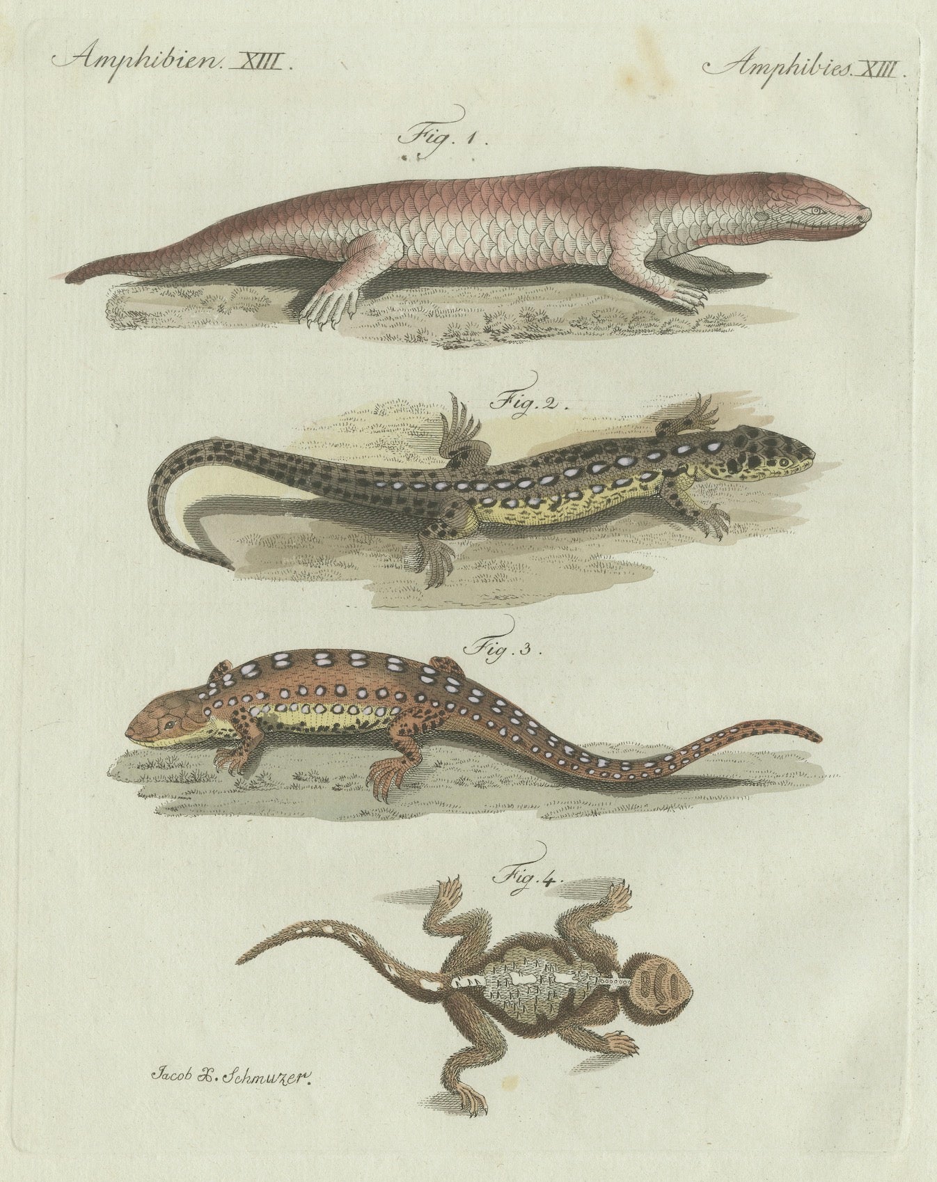 Original Antique Print of Four Exotic Lizards by Bertuch, 1802