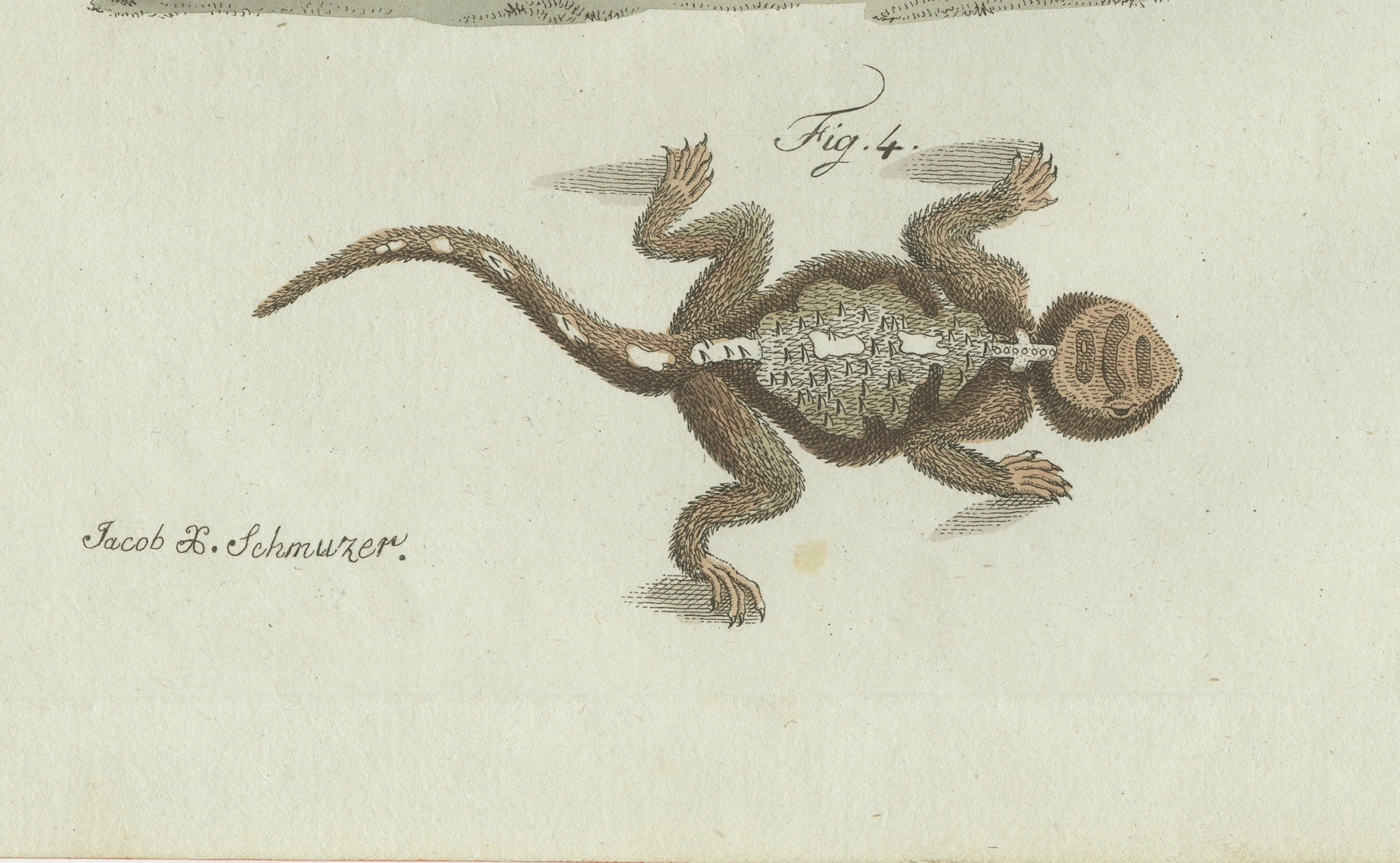 Original Antique Print of Four Exotic Lizards by Bertuch, 1802