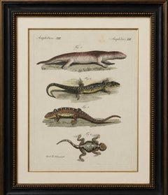 Original Antique Print of Four Exotic Lizards by Bertuch, 1802