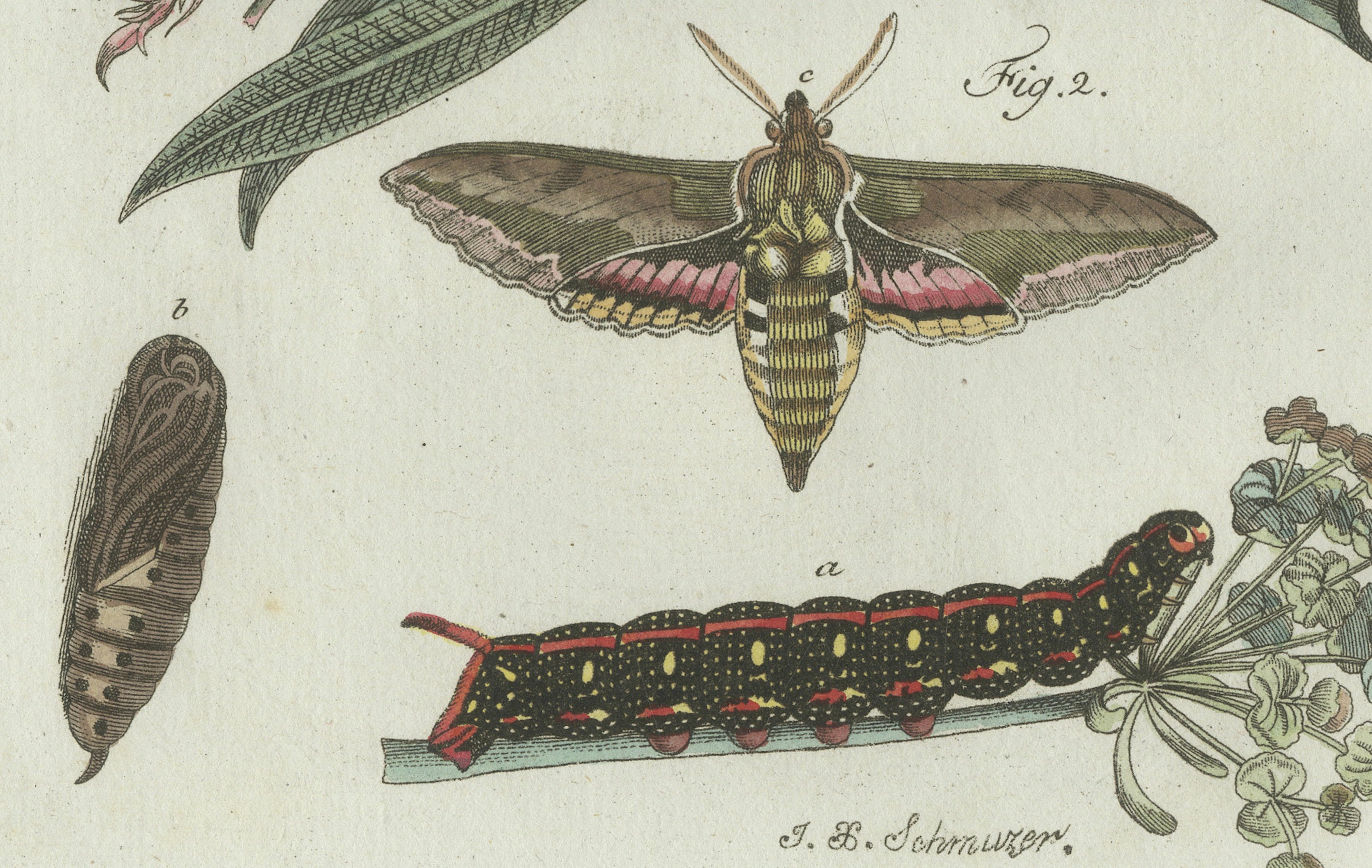 Original Antique Print of Exotic Moths and Caterpillars by Bertuch, c. 1800