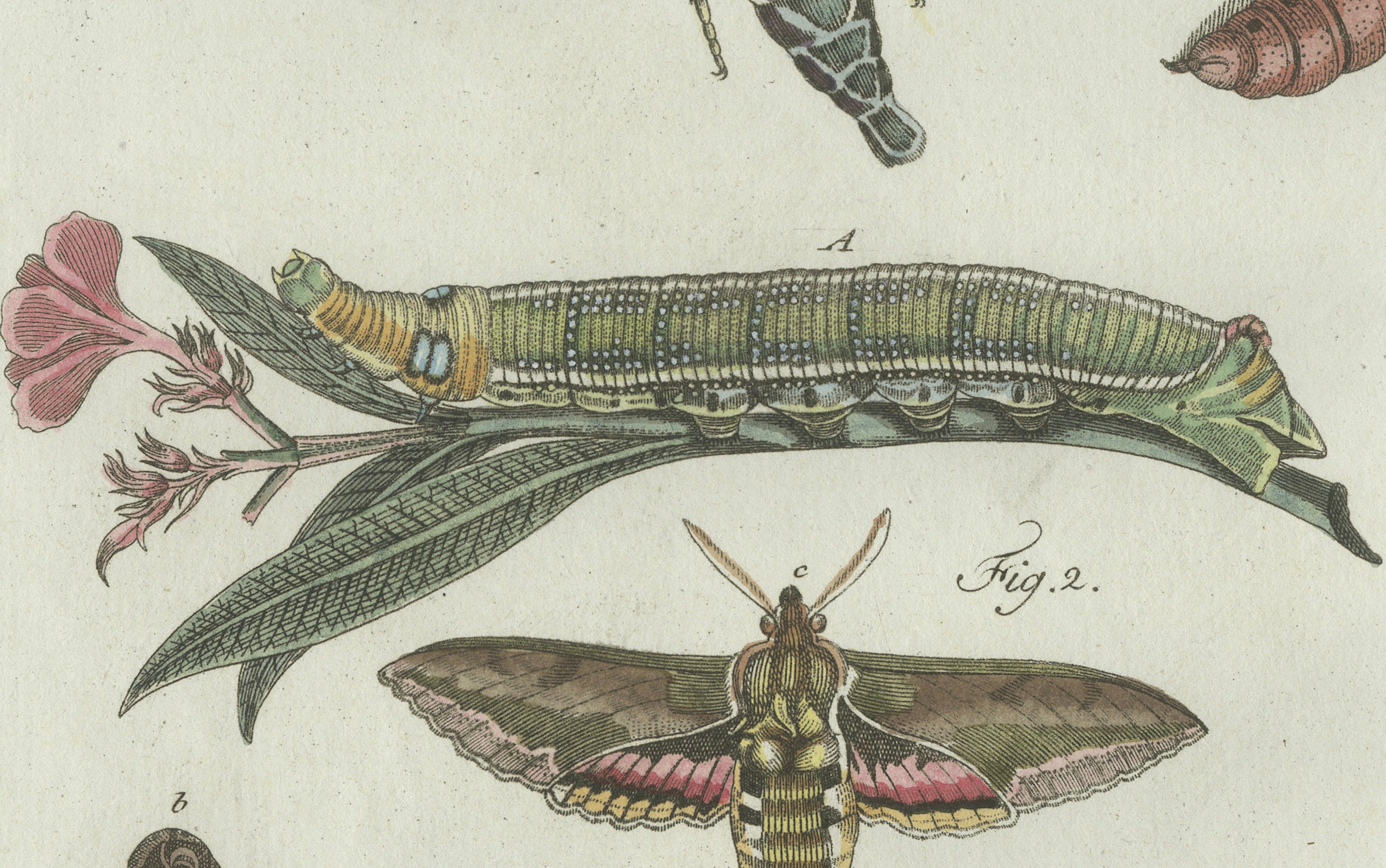 Original Antique Print of Exotic Moths and Caterpillars by Bertuch, c. 1800