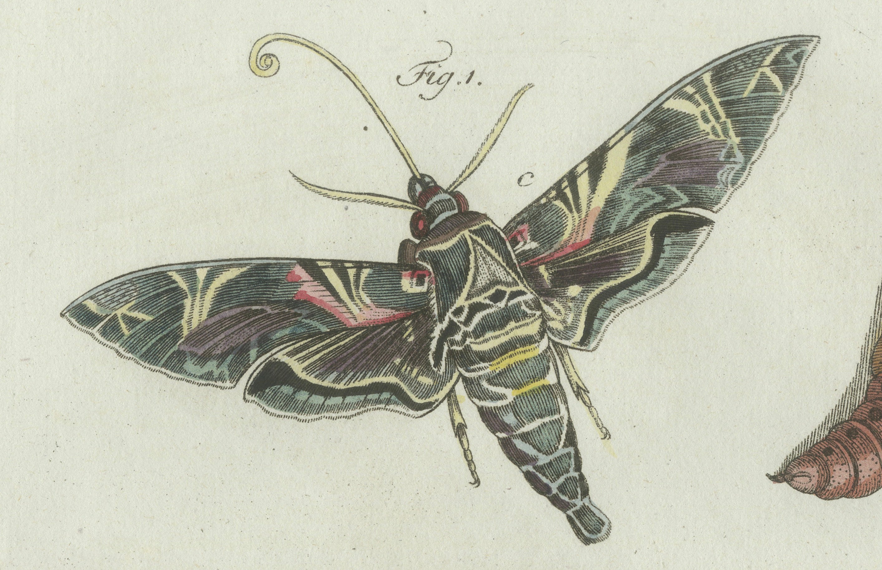 Original Antique Print of Exotic Moths and Caterpillars by Bertuch, c. 1800