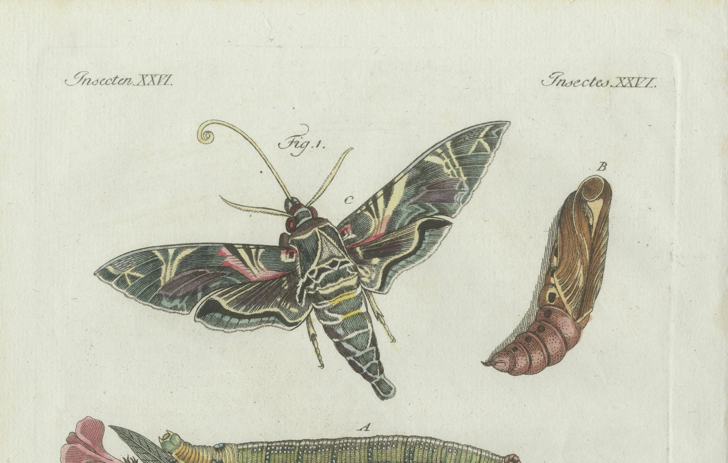 Original Antique Print of Exotic Moths and Caterpillars by Bertuch, c. 1800