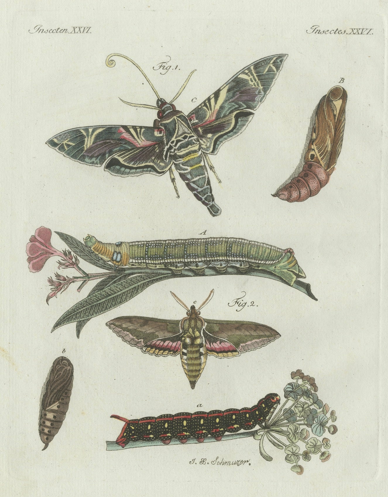 Original Antique Print of Exotic Moths and Caterpillars by Bertuch, c. 1800
