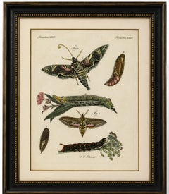 Original Antique Print of Exotic Moths and Caterpillars by Bertuch, c. 1800