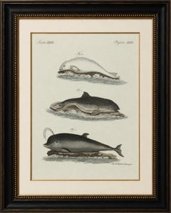 Original Antique Print of Three Dolphins and Porpoises by Bertuch, 1802