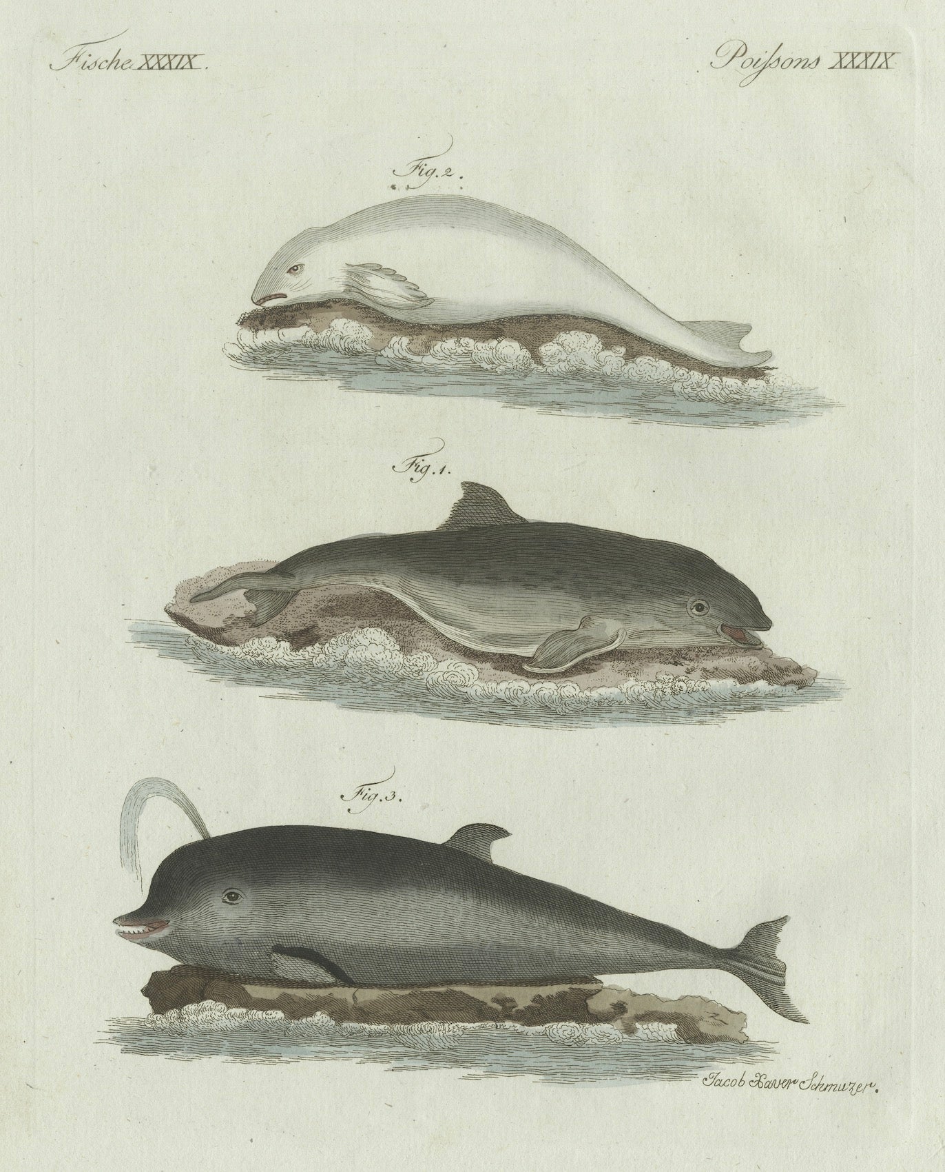 Original Antique Print of Three Dolphins and Porpoises by Bertuch, 1802