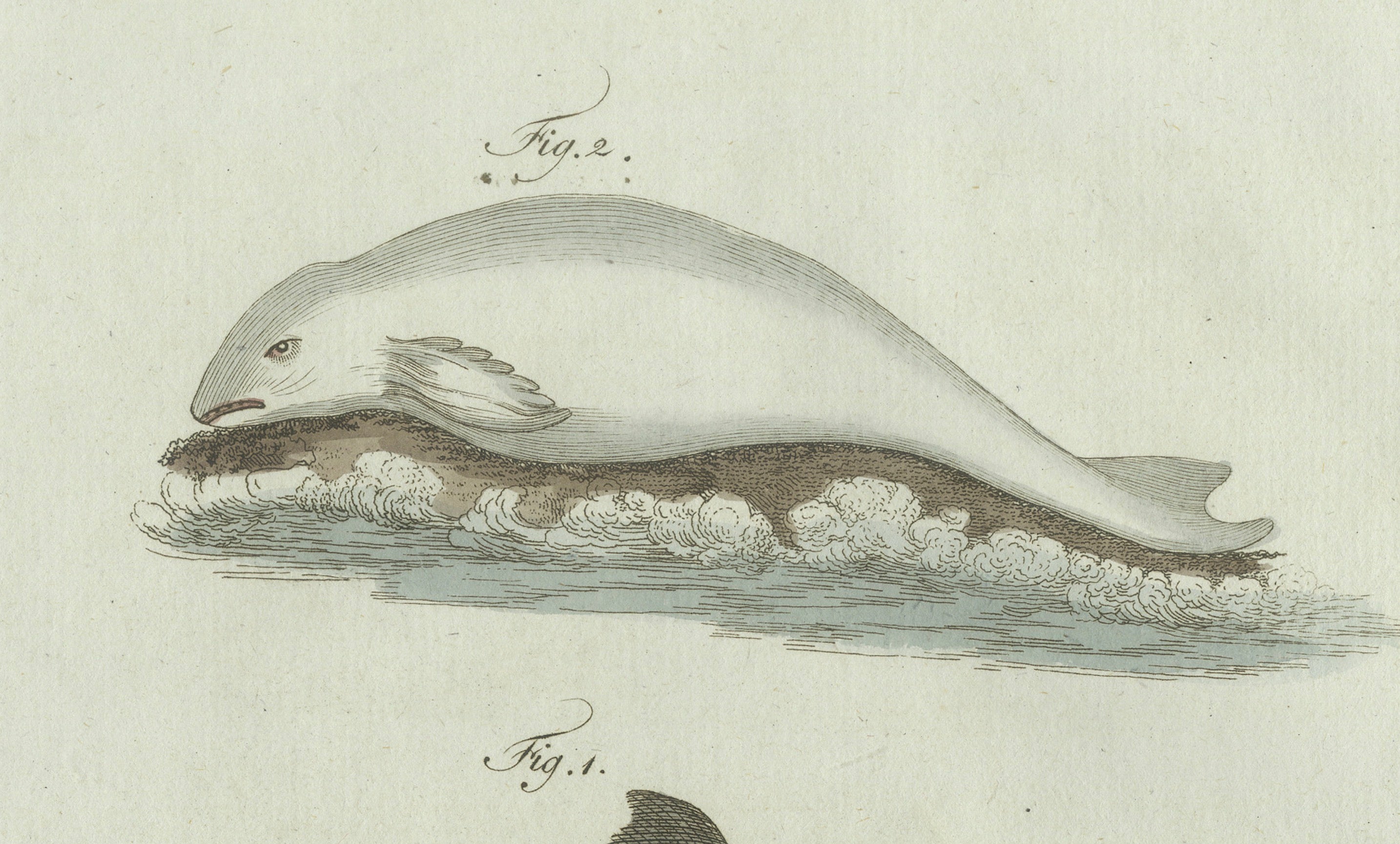 Original Antique Print of Three Dolphins and Porpoises by Bertuch, 1802
