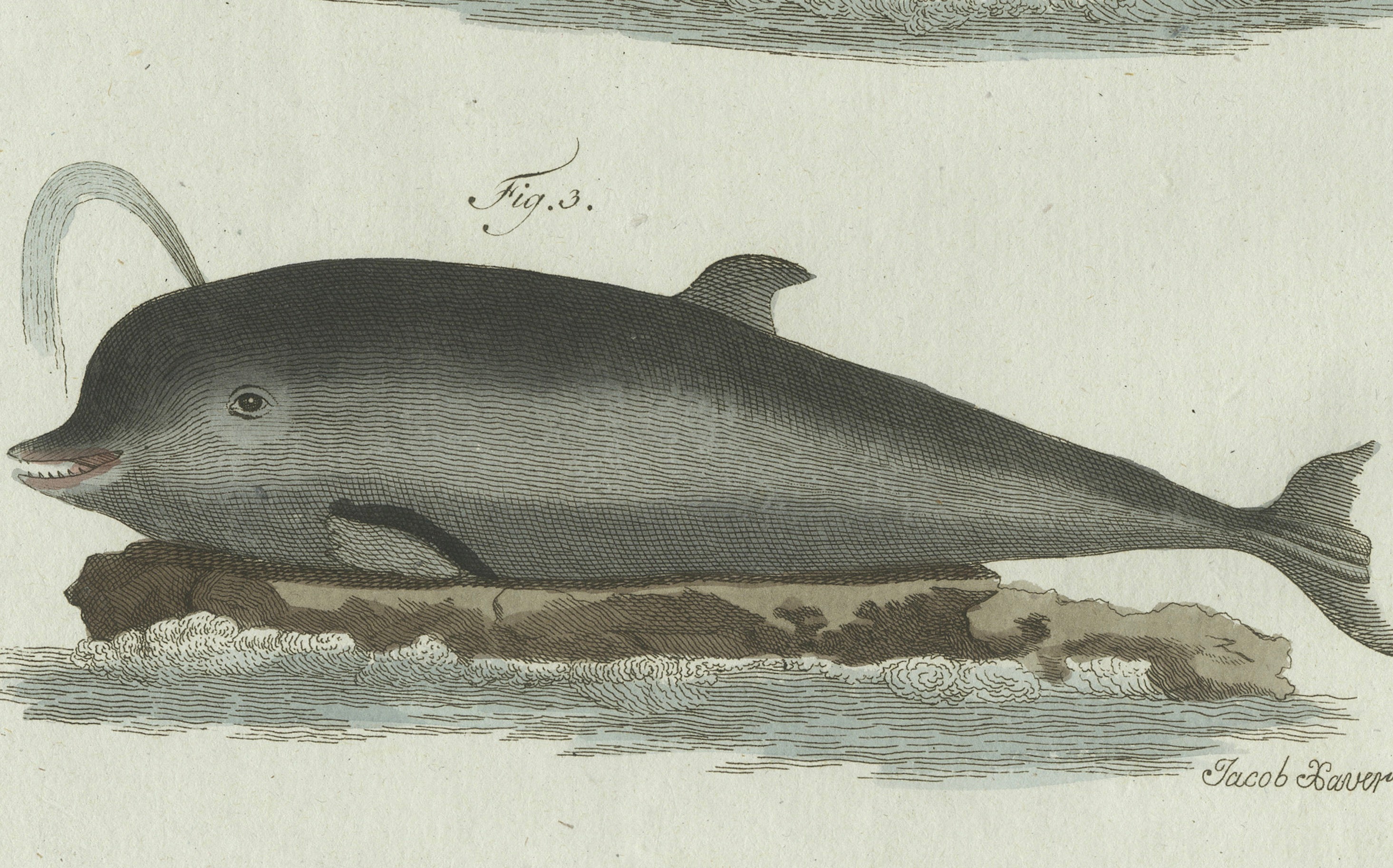 Original Antique Print of Three Dolphins and Porpoises by Bertuch, 1802