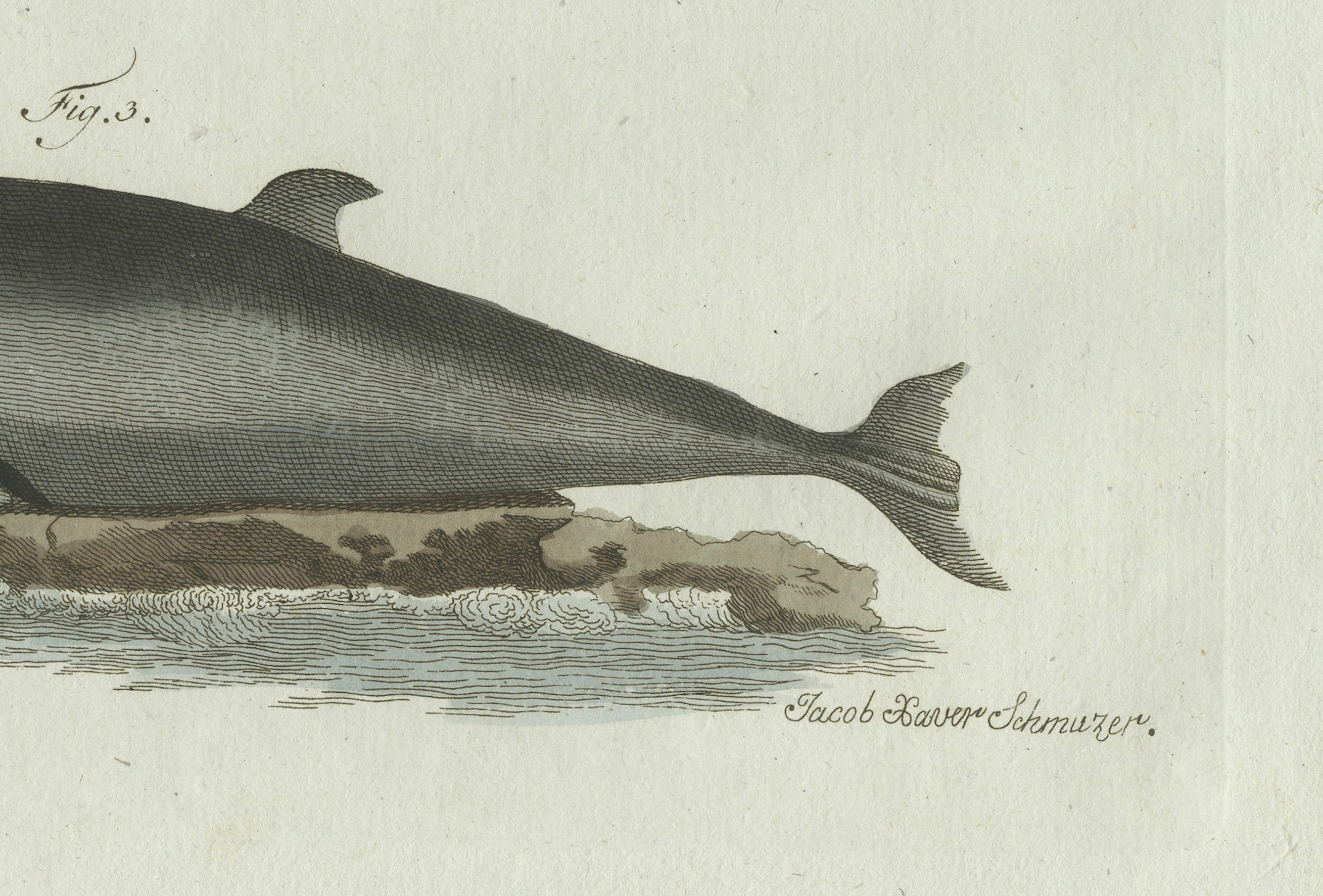 Original Antique Print of Three Dolphins and Porpoises by Bertuch, 1802
