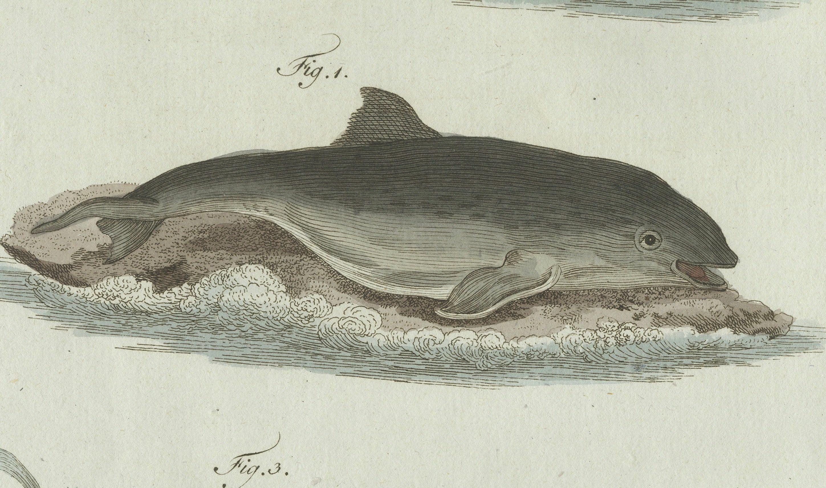 Original Antique Print of Three Dolphins and Porpoises by Bertuch, 1802