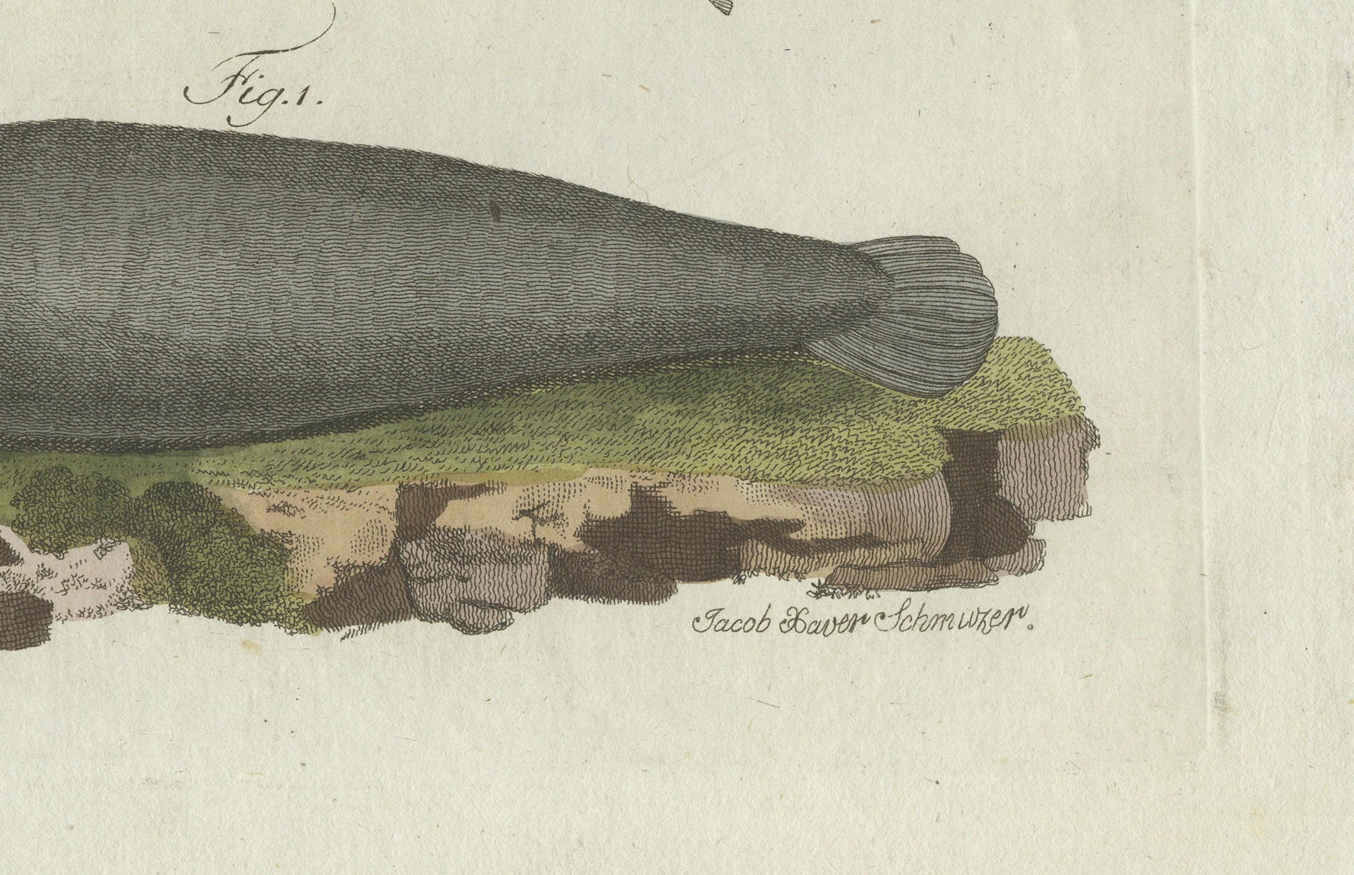 Original Antique Print of Seals, Sea Lion and Manatee by Bertuch, 1790
