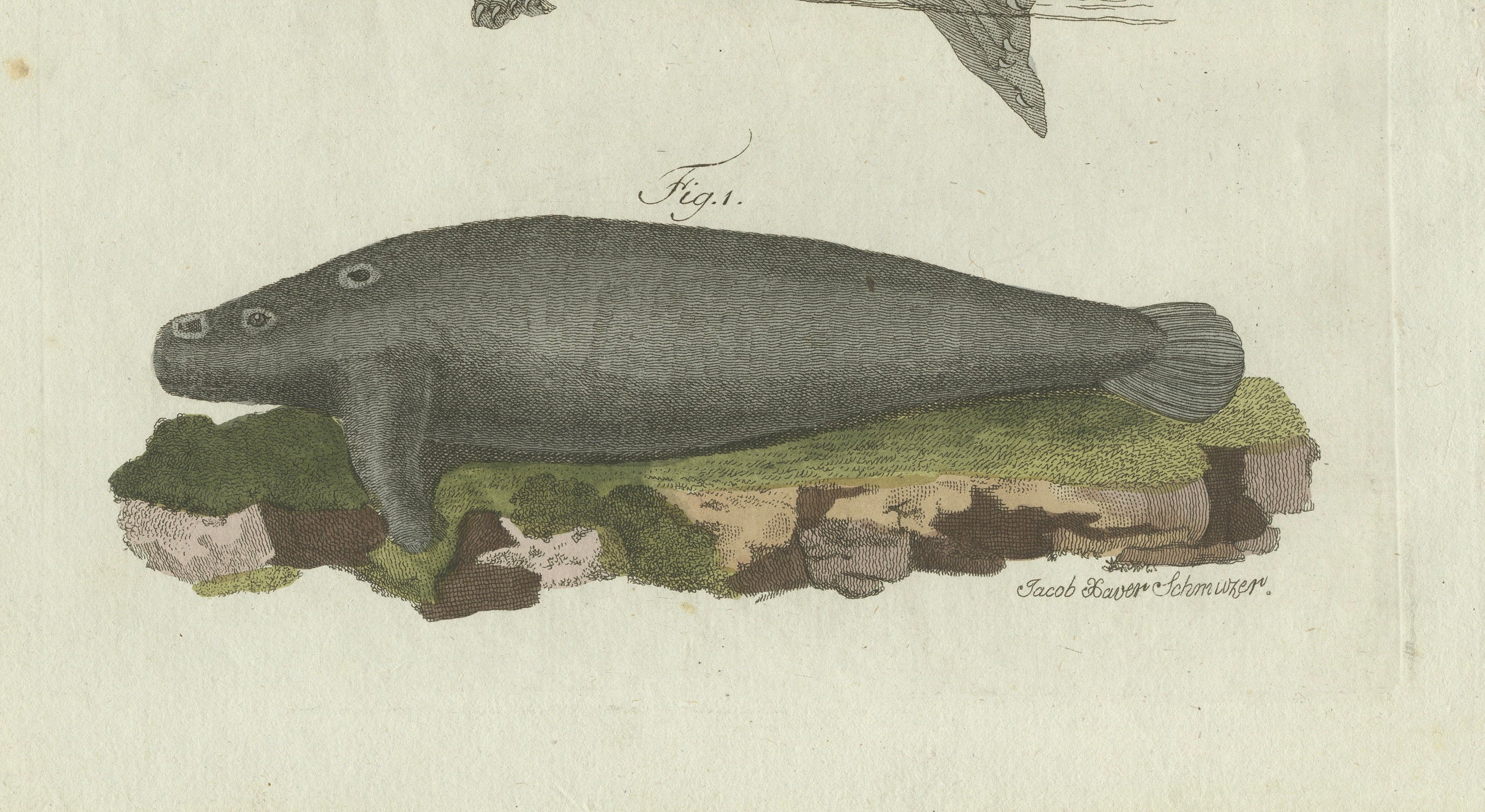 Original Antique Print of Seals, Sea Lion and Manatee by Bertuch, 1790