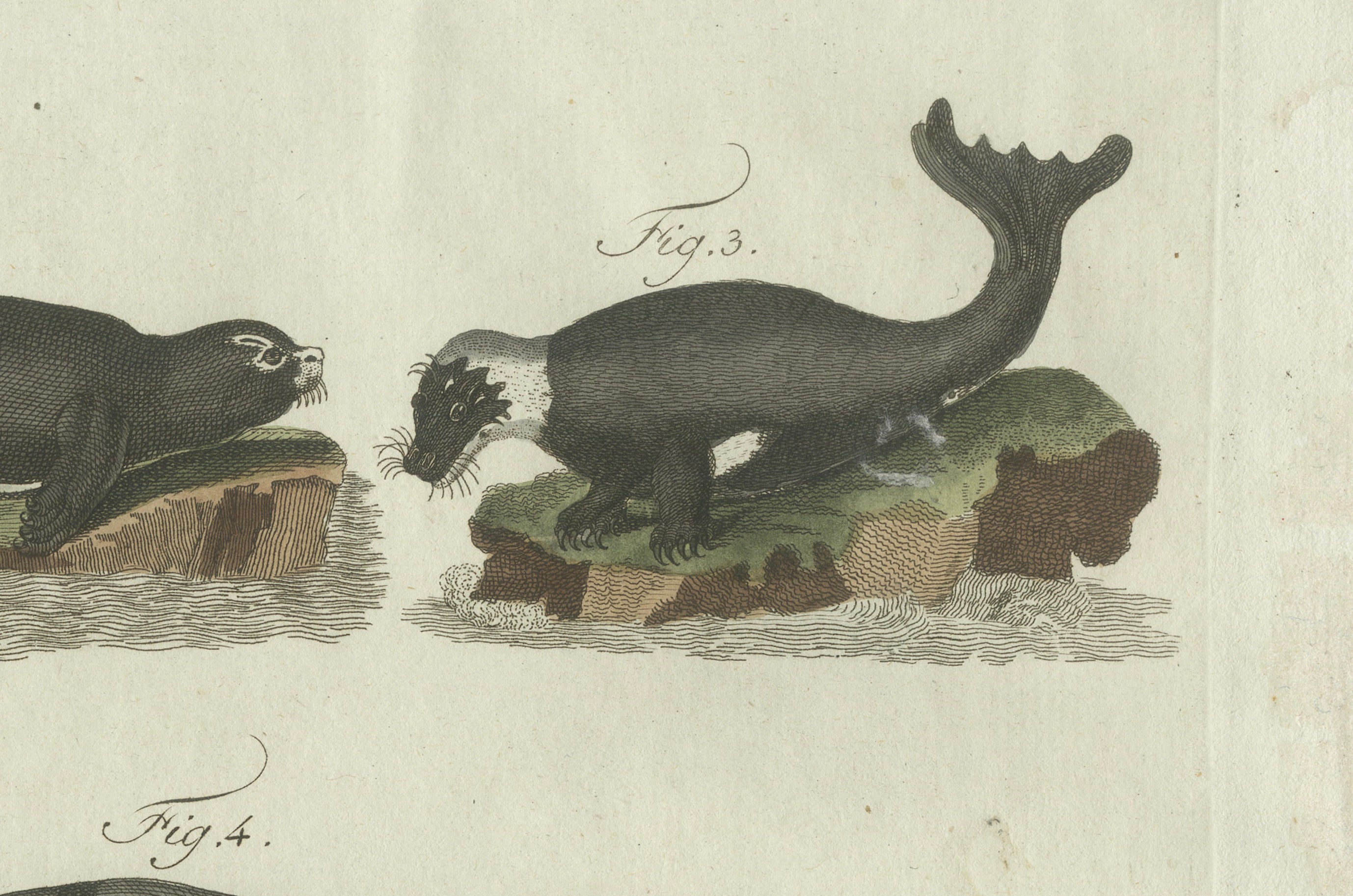 Original Antique Print of Seals, Sea Lion and Manatee by Bertuch, 1790
