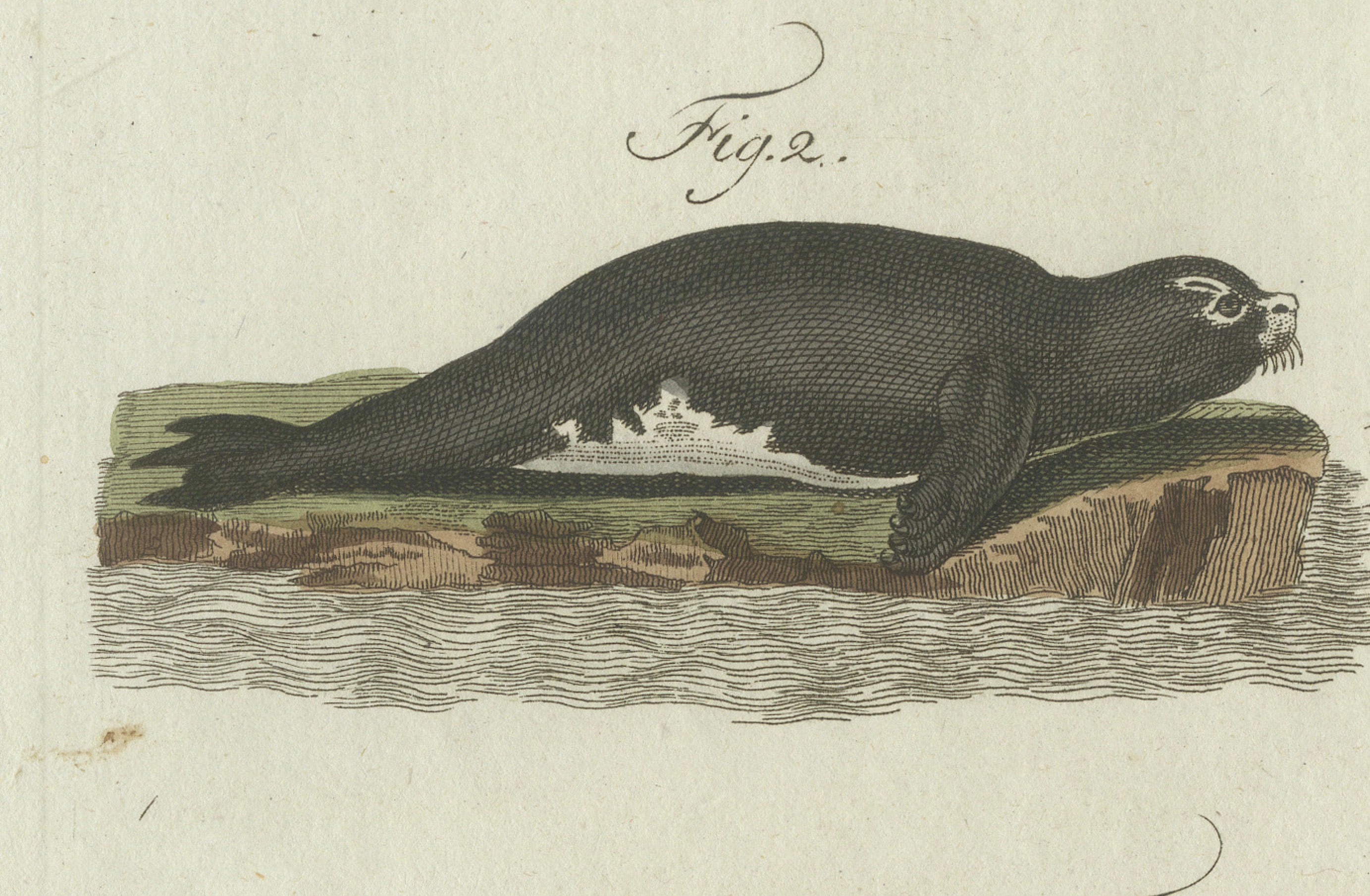 Original Antique Print of Seals, Sea Lion and Manatee by Bertuch, 1790
