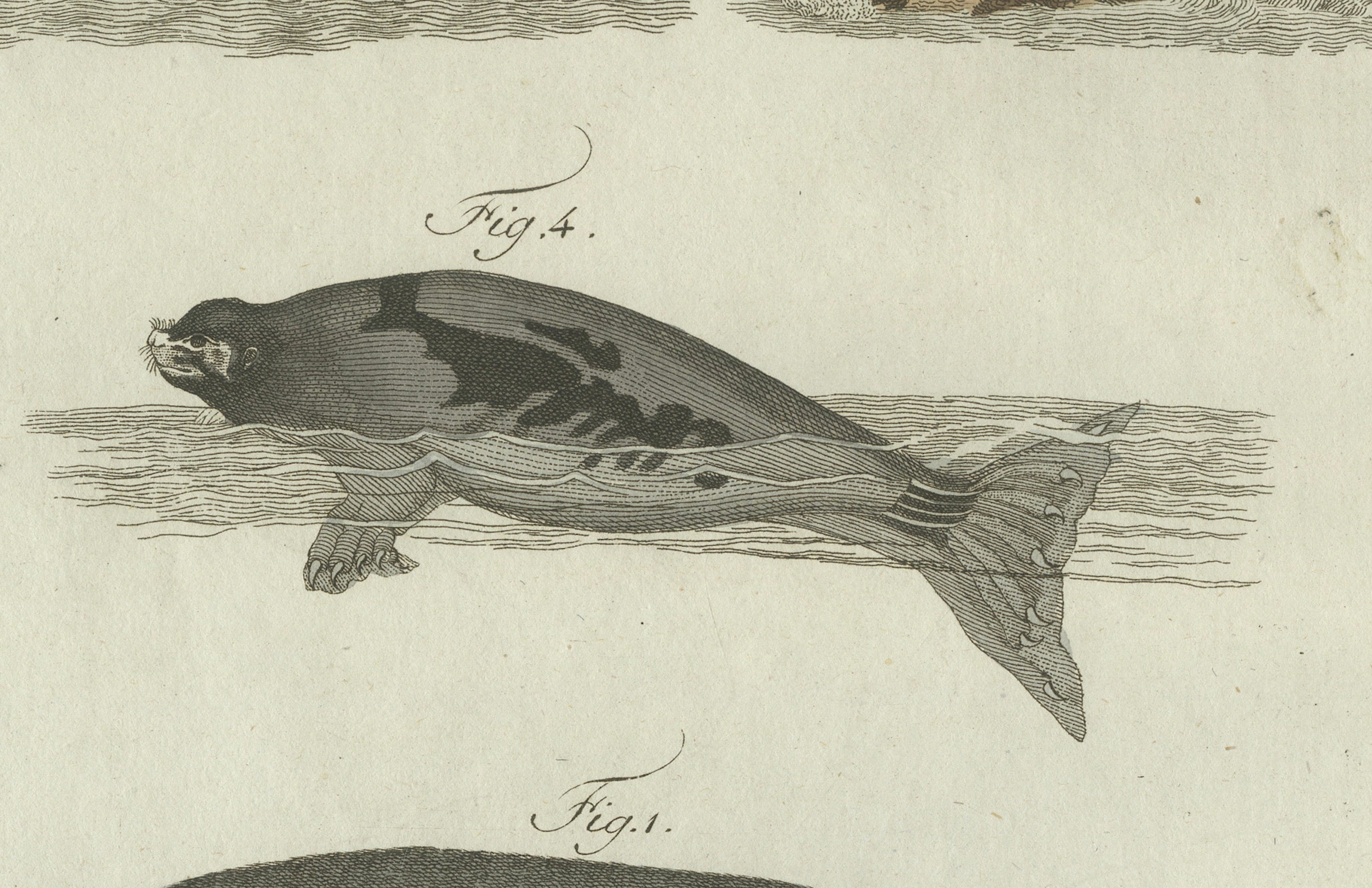 Original Antique Print of Seals, Sea Lion and Manatee by Bertuch, 1790