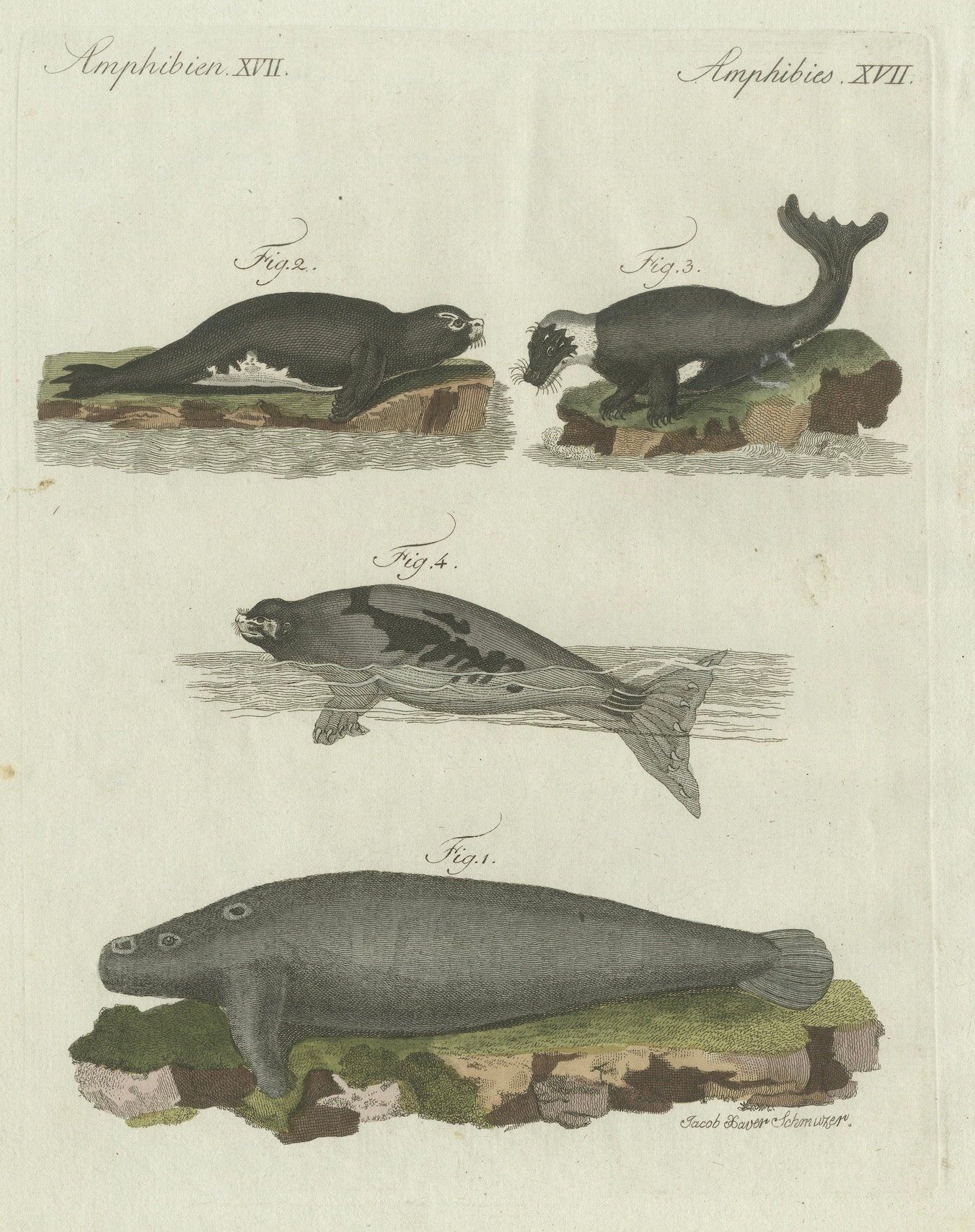 Original Antique Print of Seals, Sea Lion and Manatee by Bertuch, 1790