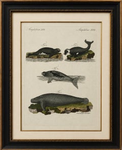 Original Antique Print of Seals, Sea Lion and Manatee by Bertuch, 1790
