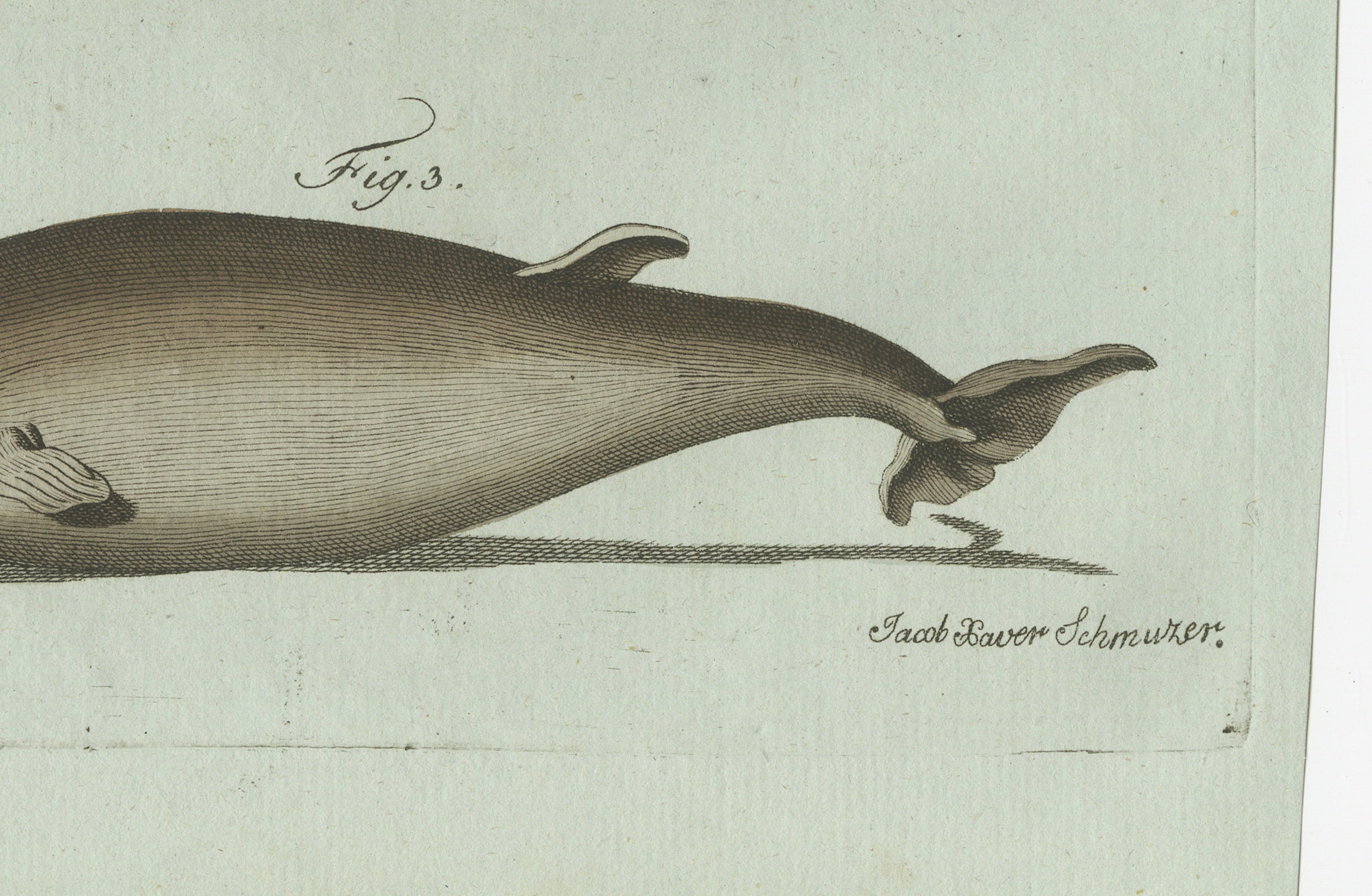 Original Antique Print of Orca, Whale and Dolphin by Bertuch, 1805