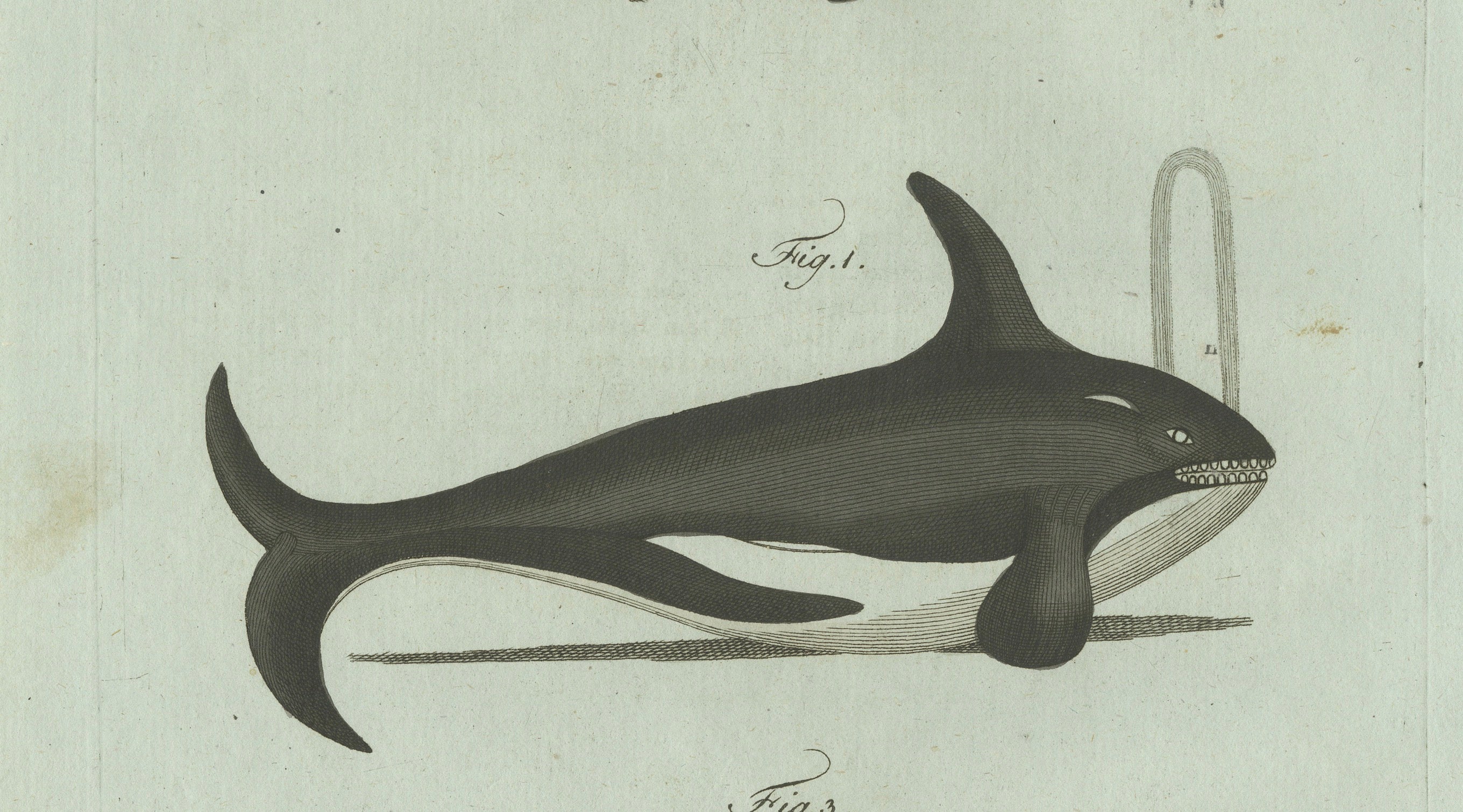 Original Antique Print of Orca, Whale and Dolphin by Bertuch, 1805