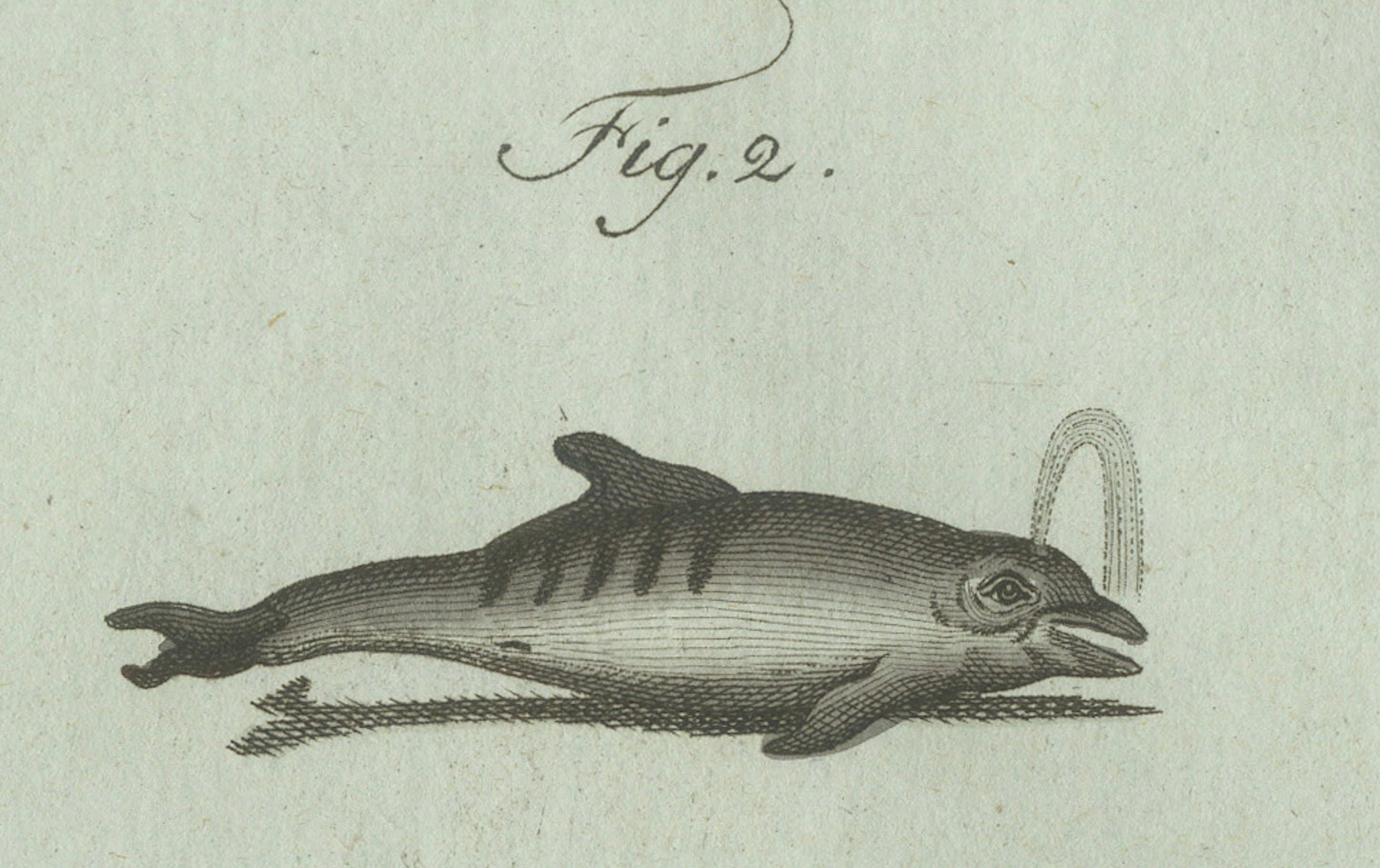 Original Antique Print of Orca, Whale and Dolphin by Bertuch, 1805