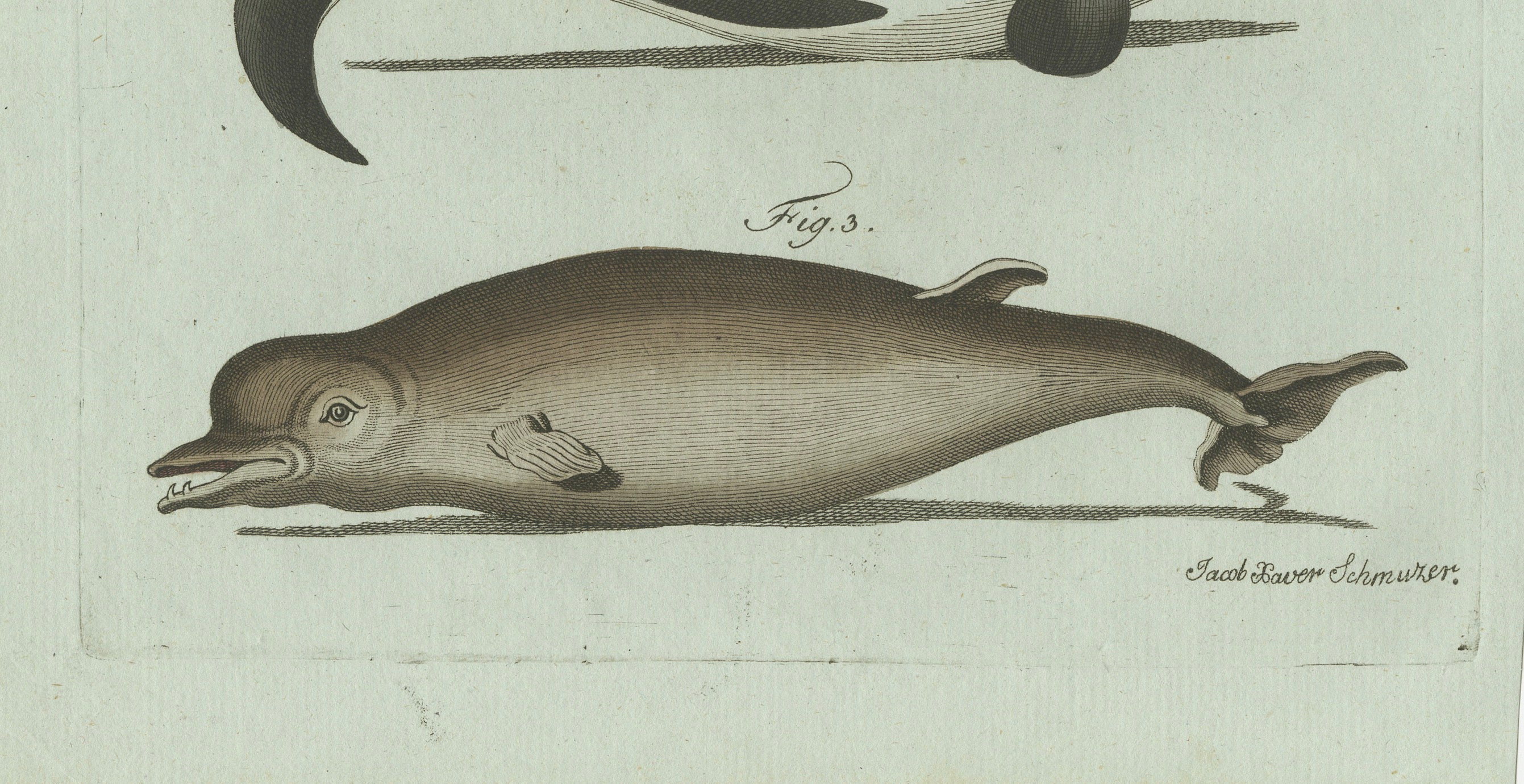 Original Antique Print of Orca, Whale and Dolphin by Bertuch, 1805