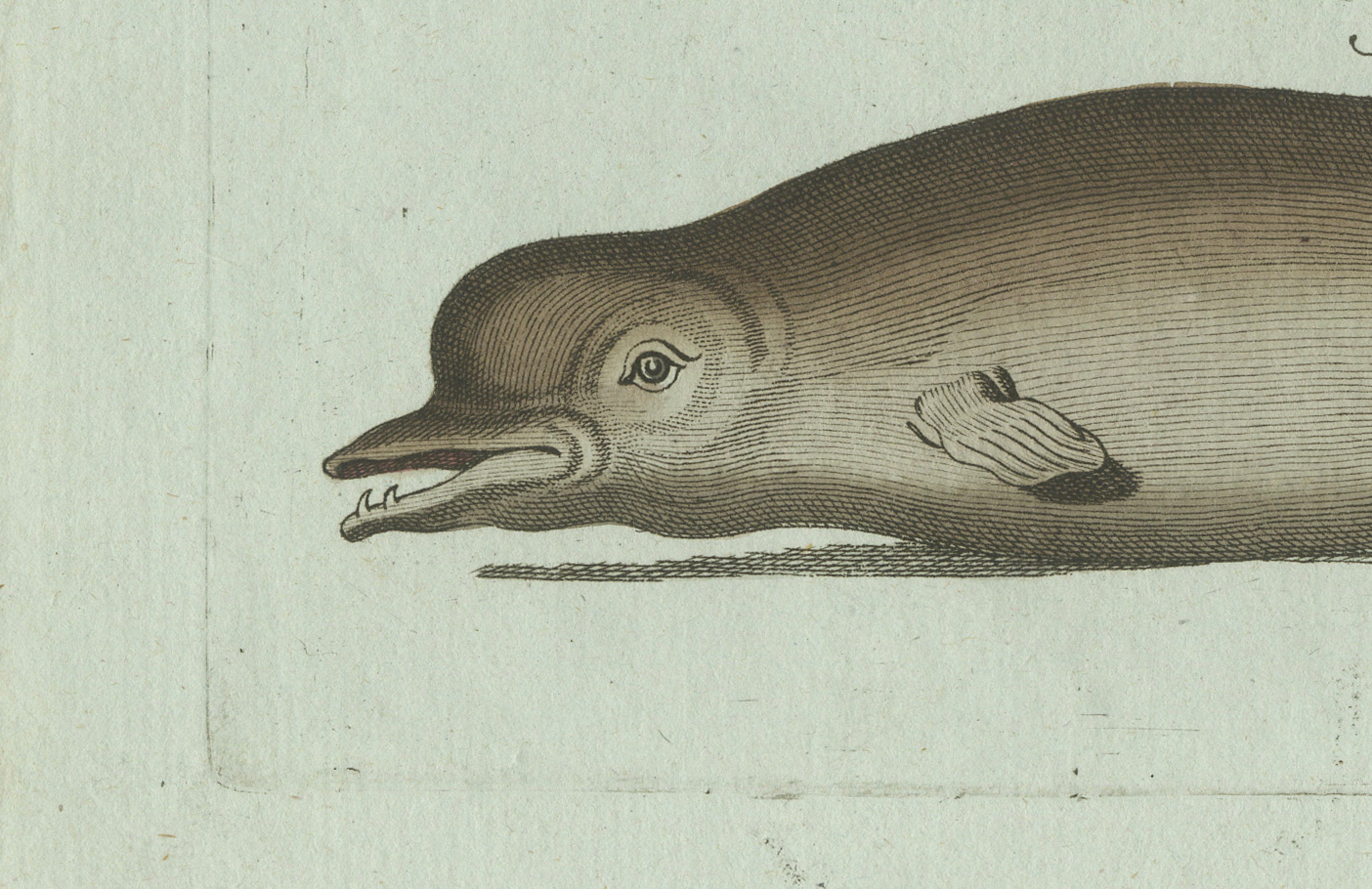 Original Antique Print of Orca, Whale and Dolphin by Bertuch, 1805