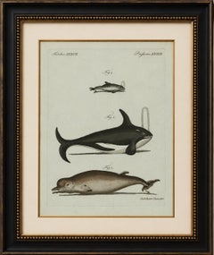 Original Antique Print of Orca, Whale and Dolphin by Bertuch, 1805