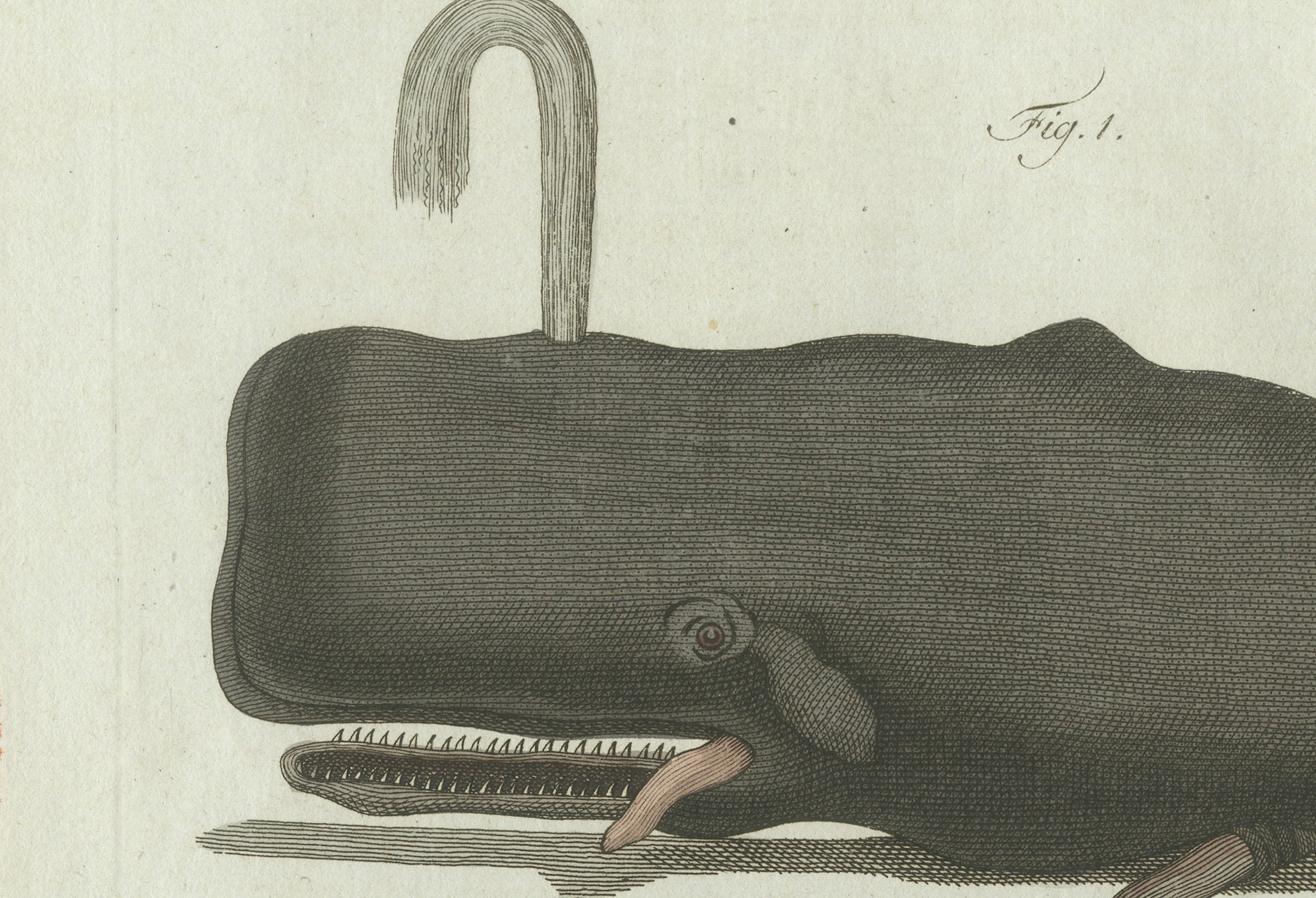 Original Antique Print of Two Sperm Whales by Bertuch, c. 1800
