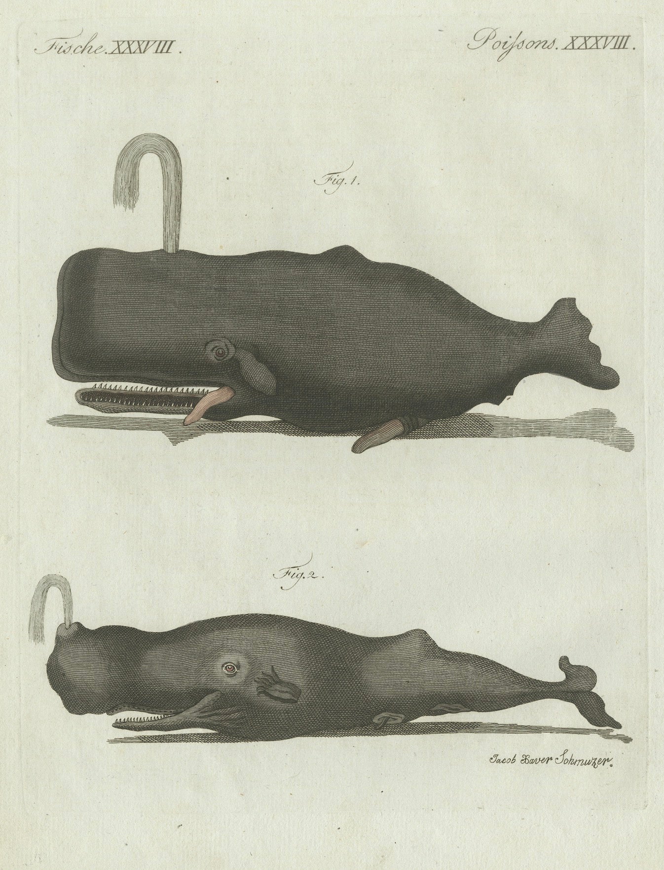 Original Antique Print of Two Sperm Whales by Bertuch, c. 1800
