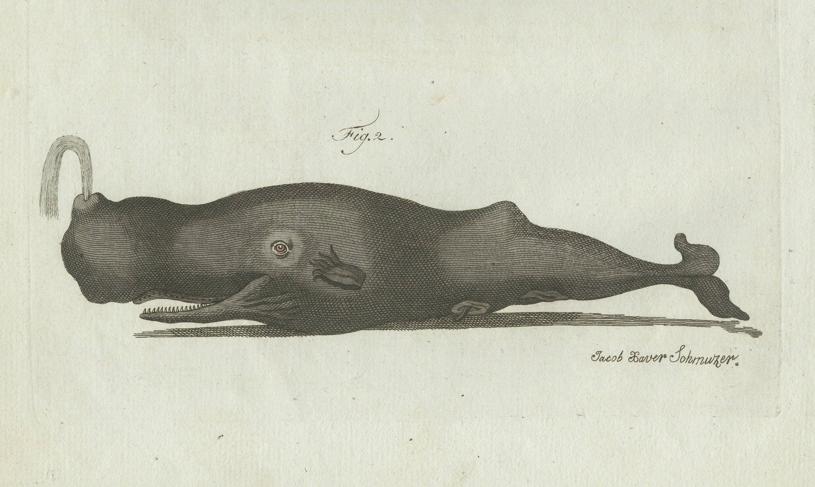Original Antique Print of Two Sperm Whales by Bertuch, c. 1800