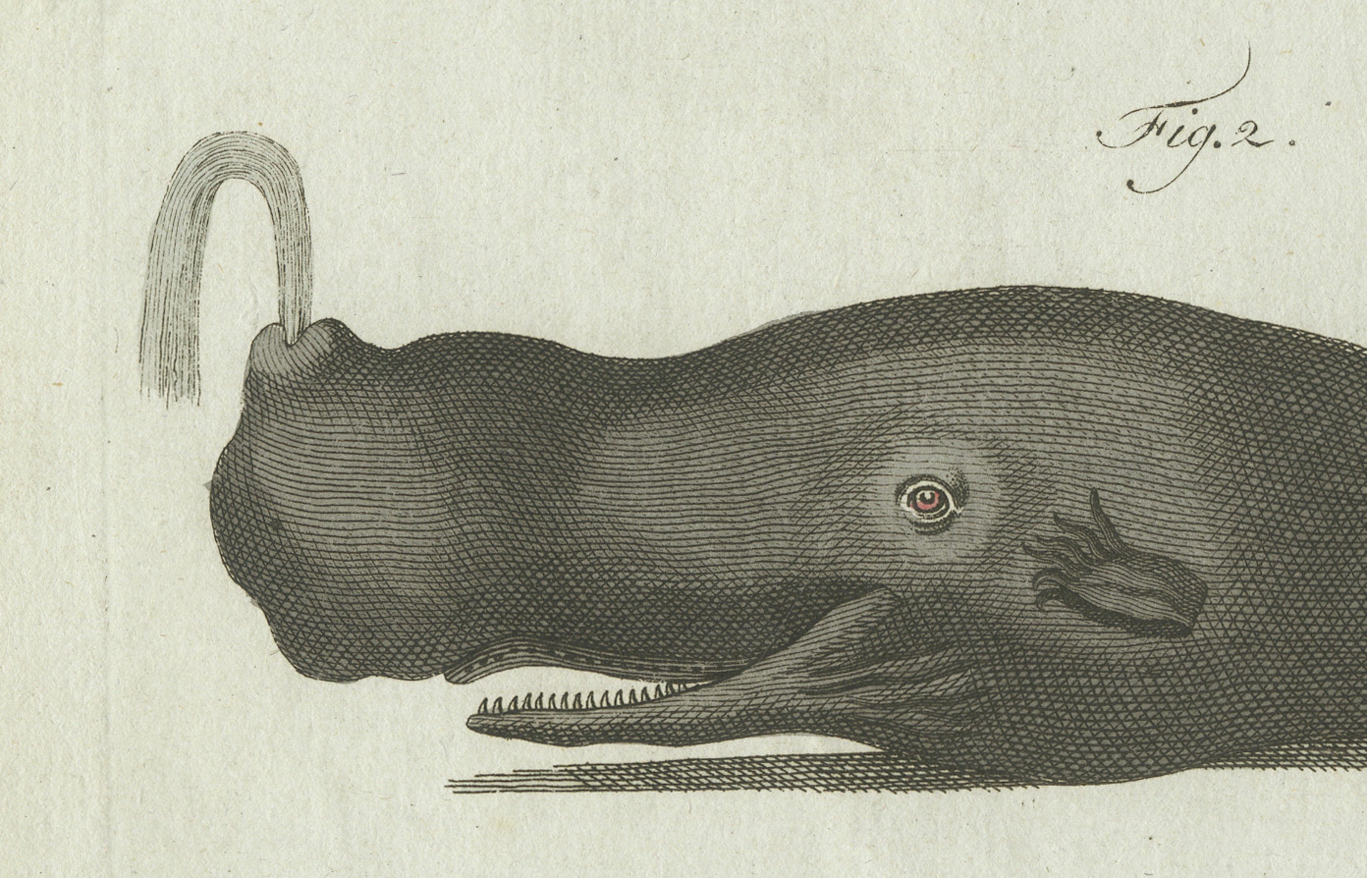 Original Antique Print of Two Sperm Whales by Bertuch, c. 1800