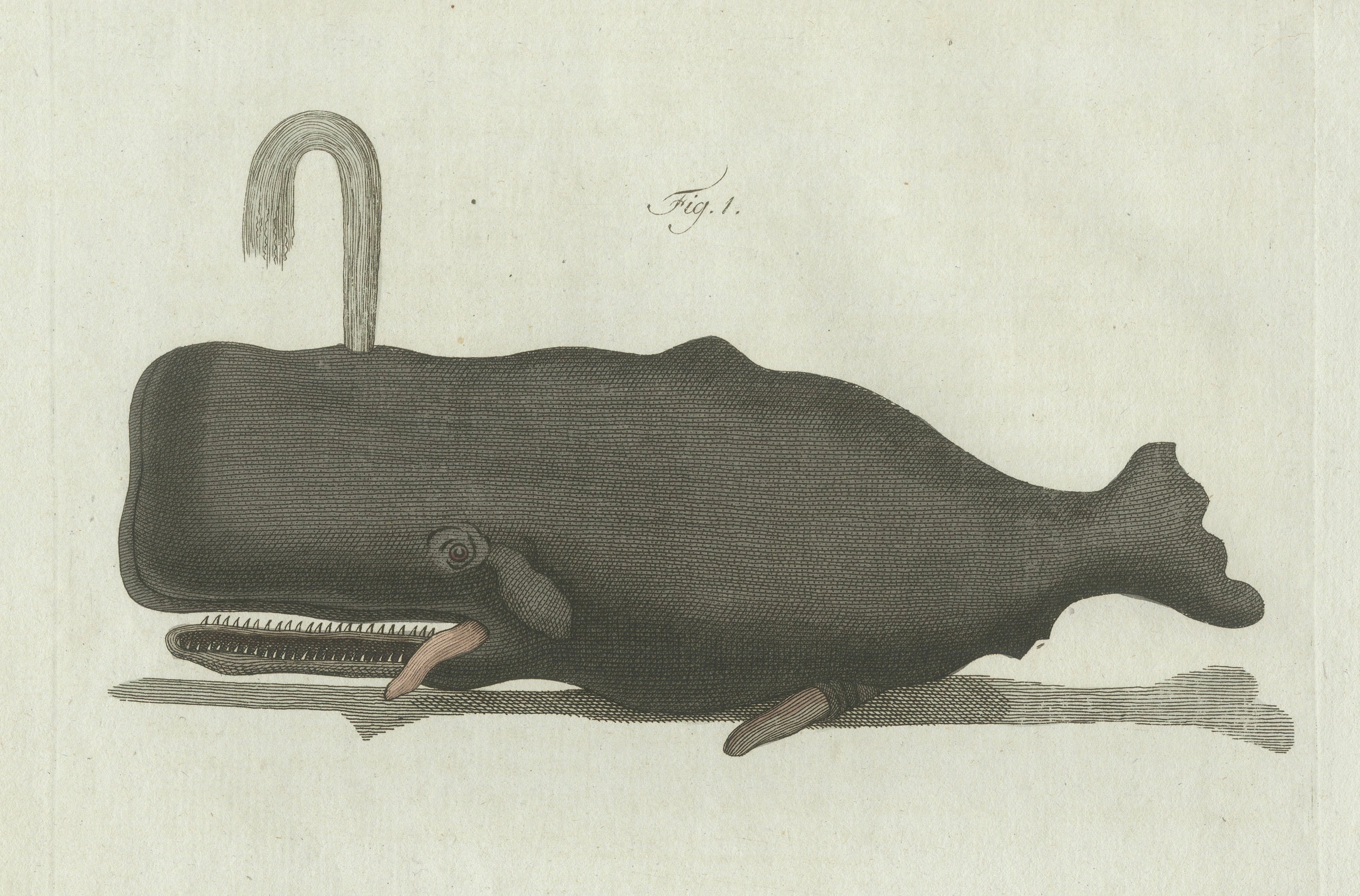 Original Antique Print of Two Sperm Whales by Bertuch, c. 1800