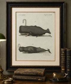 Original Antique Print of Two Sperm Whales by Bertuch, c. 1800