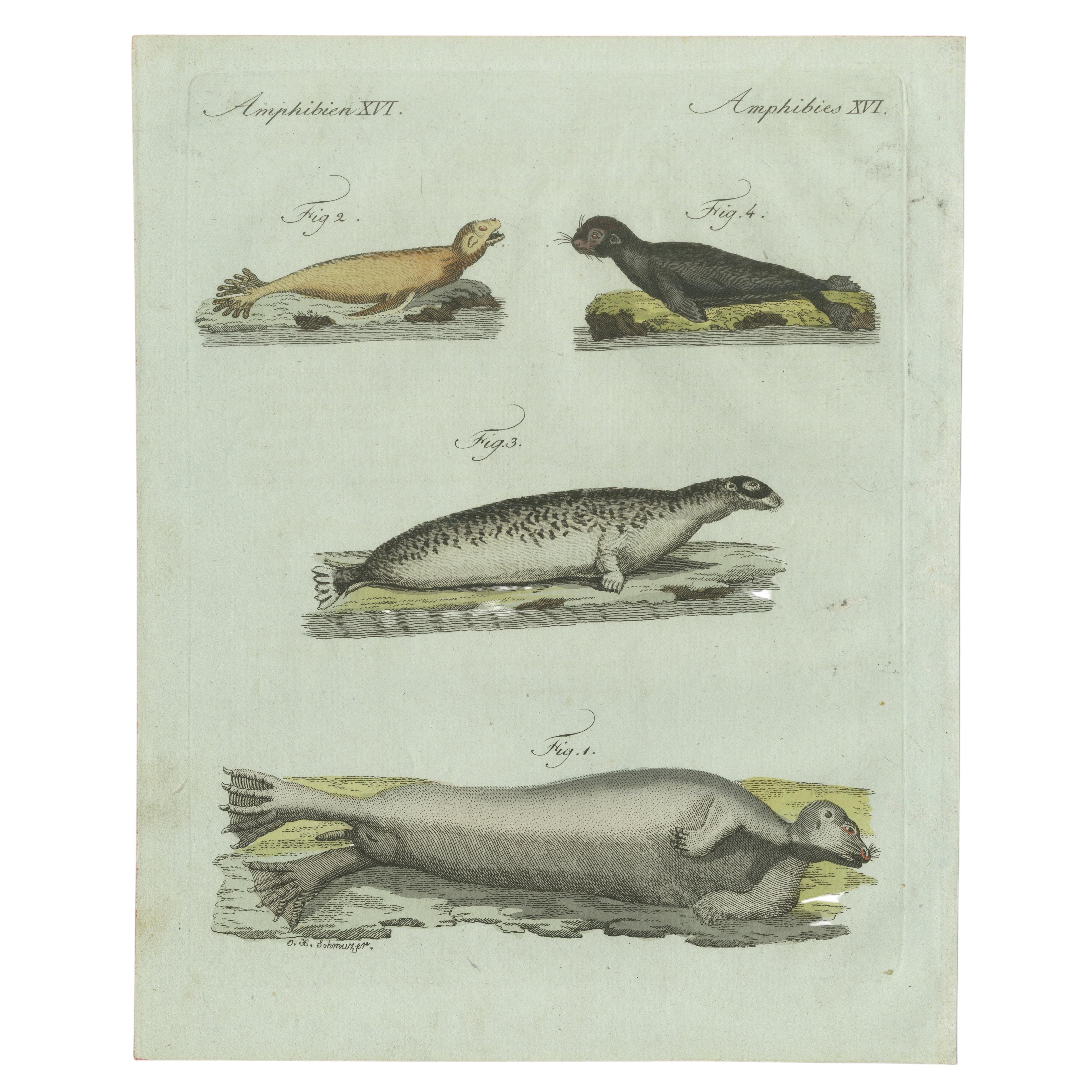 Original Antique Print of Four Seals by Bertuch, c. 1800