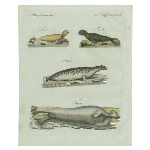 Original Antique Print of Four Seals by Bertuch, c. 1800
