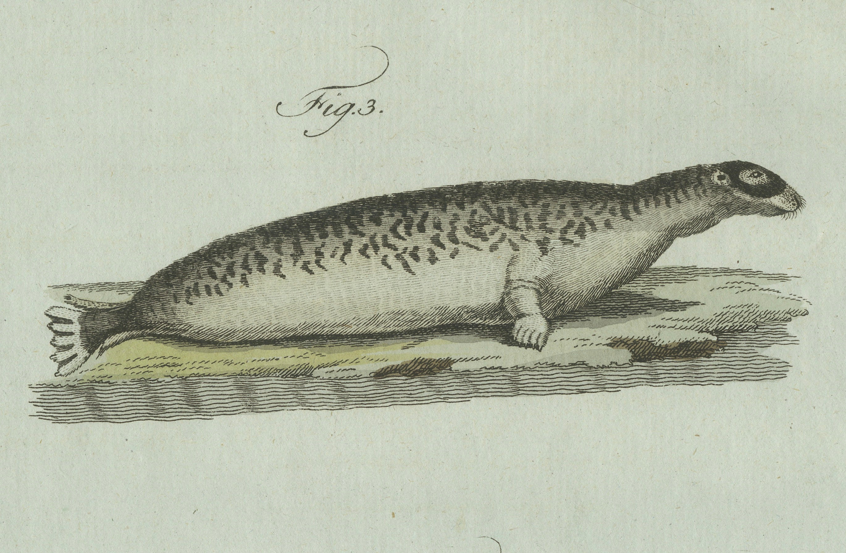 Original Antique Print of Four Seals by Bertuch, c. 1800