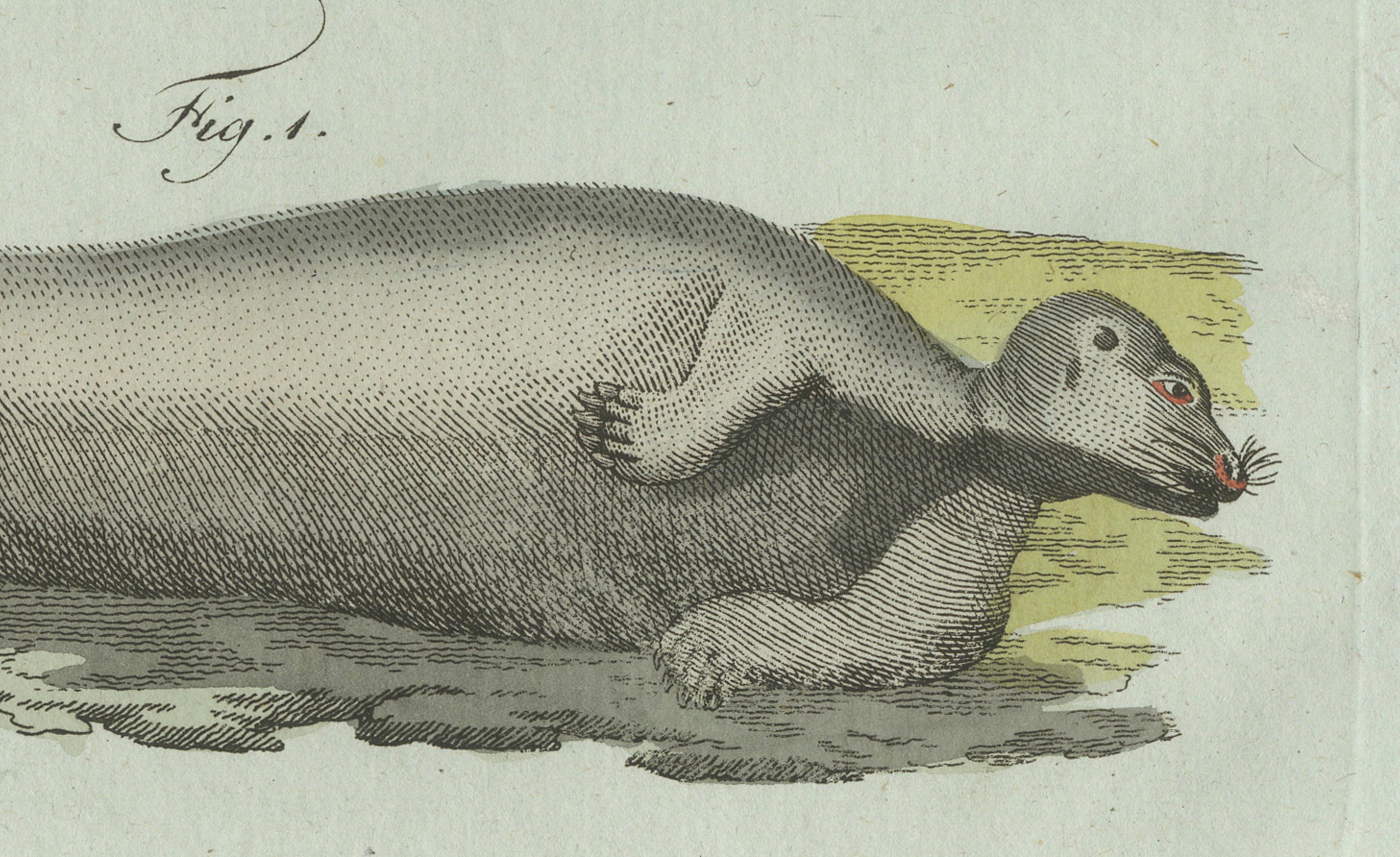 Original Antique Print of Four Seals by Bertuch, c. 1800