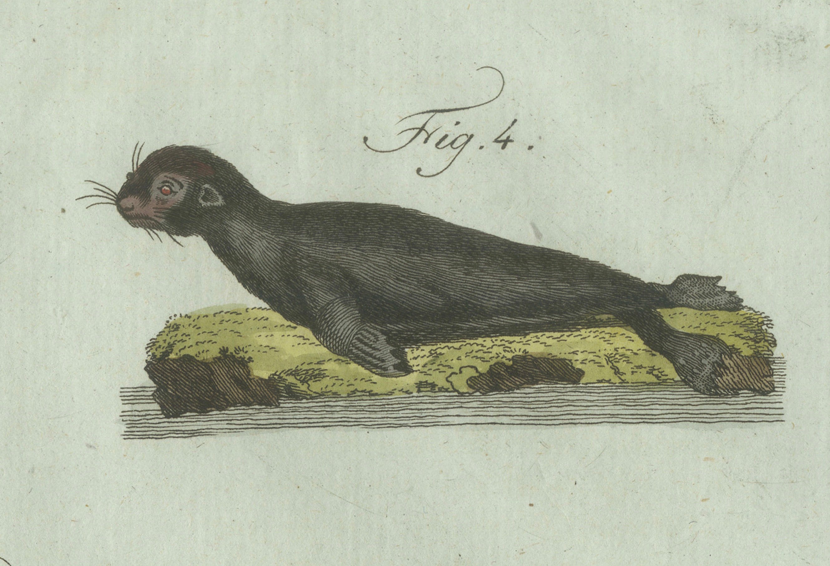 Original Antique Print of Four Seals by Bertuch, c. 1800