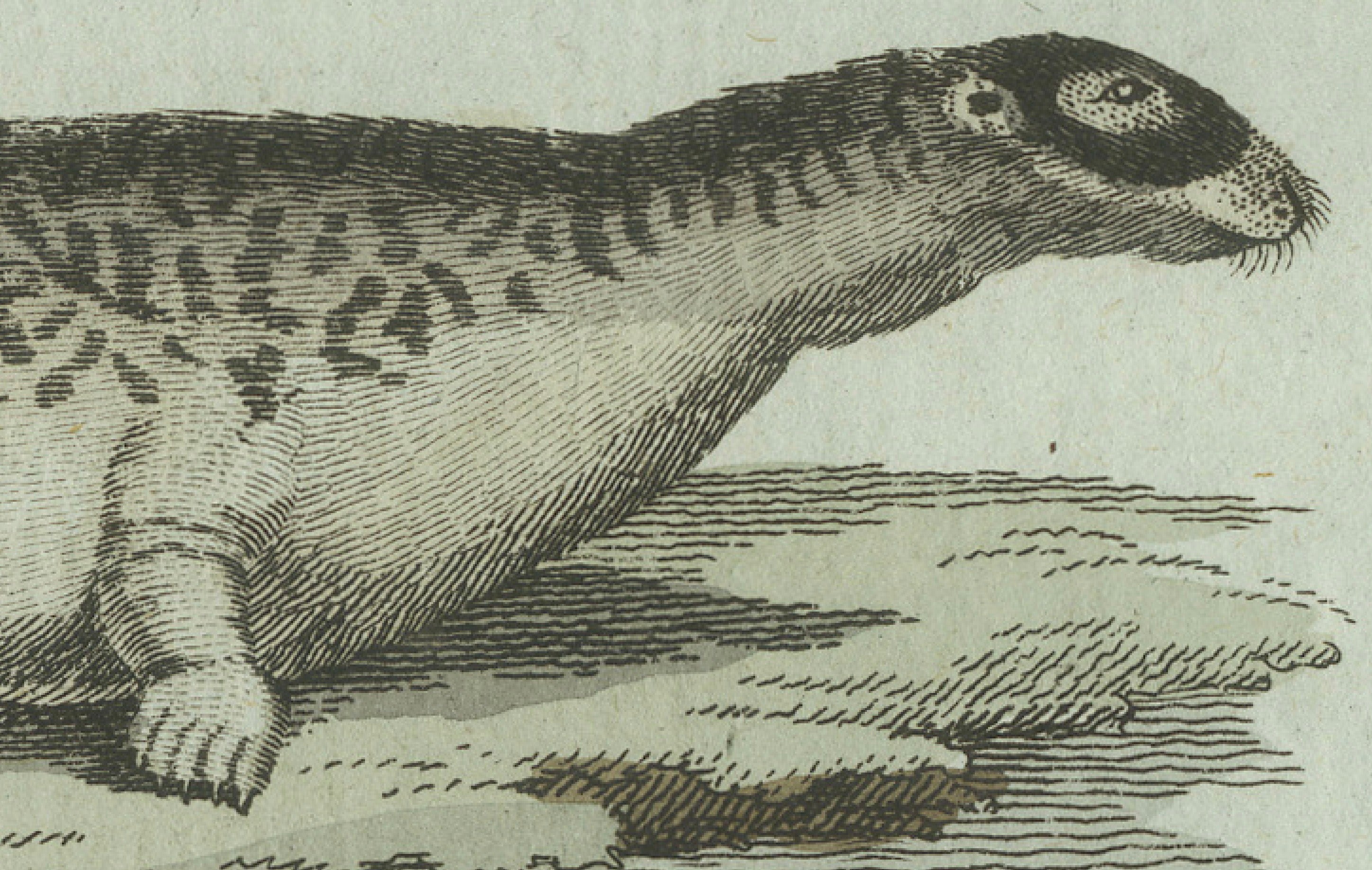 Original Antique Print of Four Seals by Bertuch, c. 1800