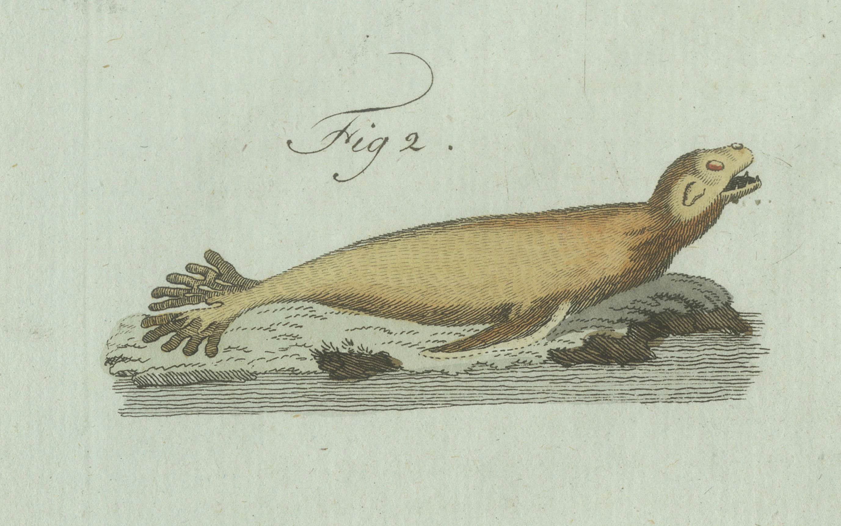 Original Antique Print of Four Seals by Bertuch, c. 1800