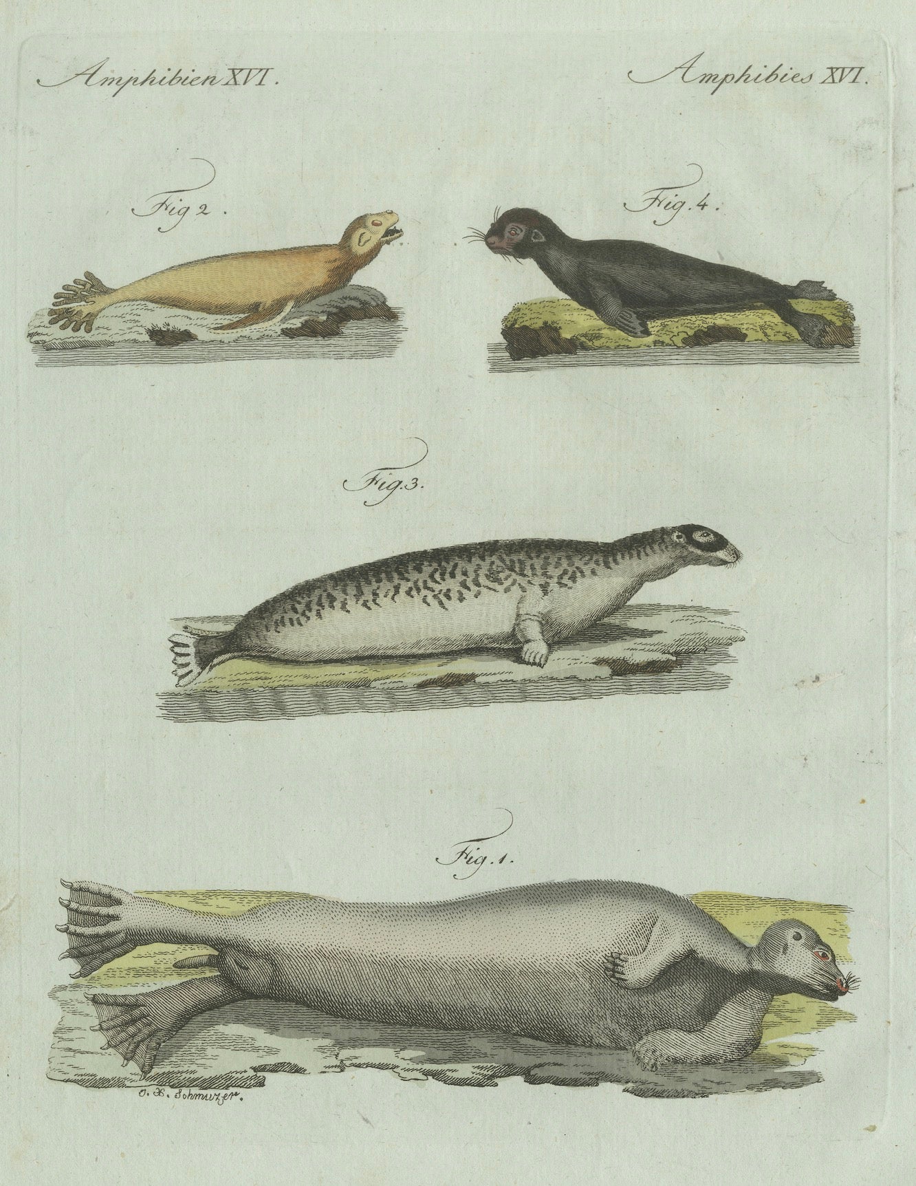 Original Antique Print of Four Seals by Bertuch, c. 1800